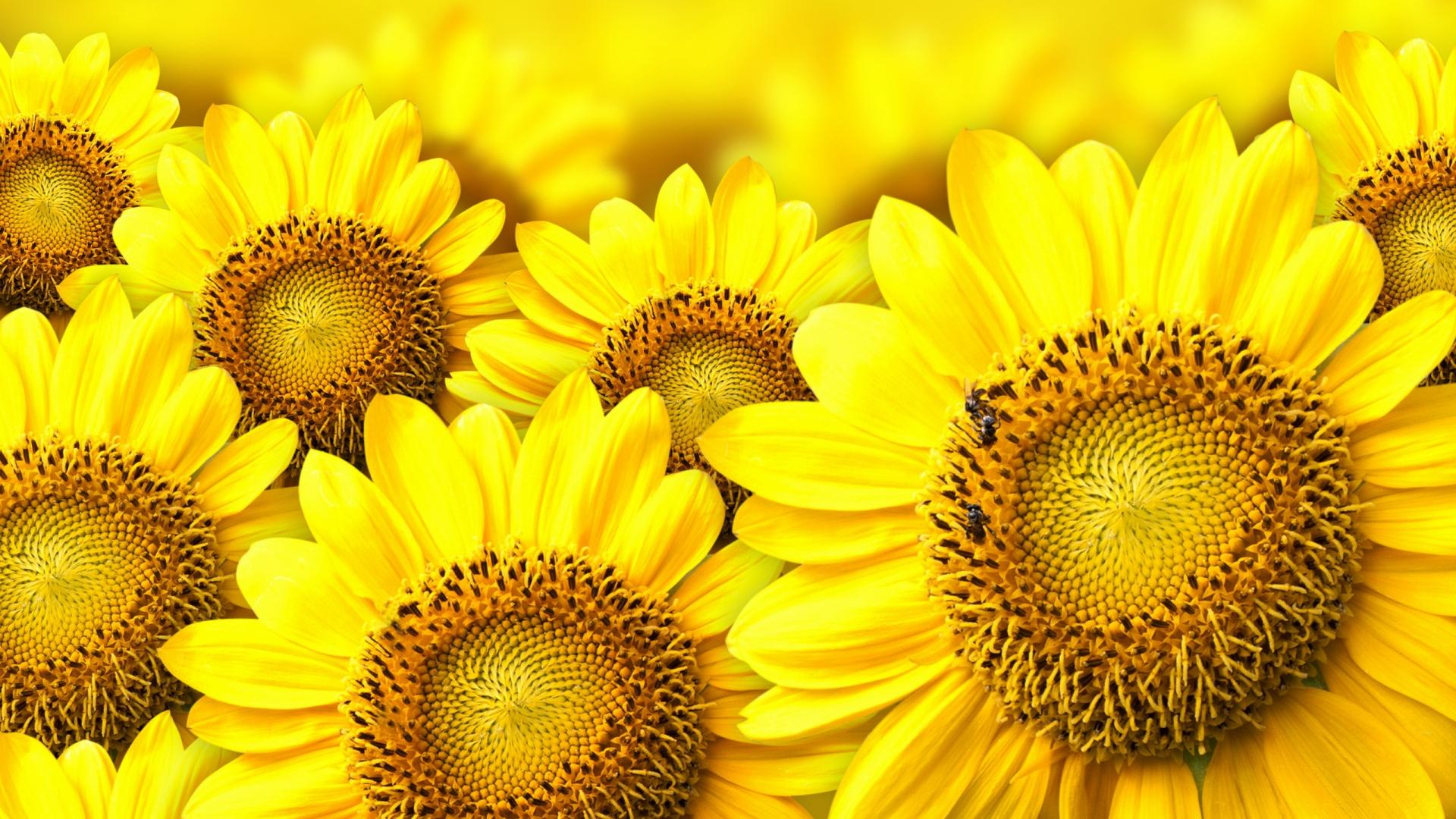 1920x1080 Free download Yellow Flowers Wallpaper High Definition High Quality Widescreen [1920x1200] for your Desktop, Mobile & Tablet. Explore Yellow Flowered Wallpaper. Yellow Floral Wallpaper, Yellow Roses Wallpaper for Desktop