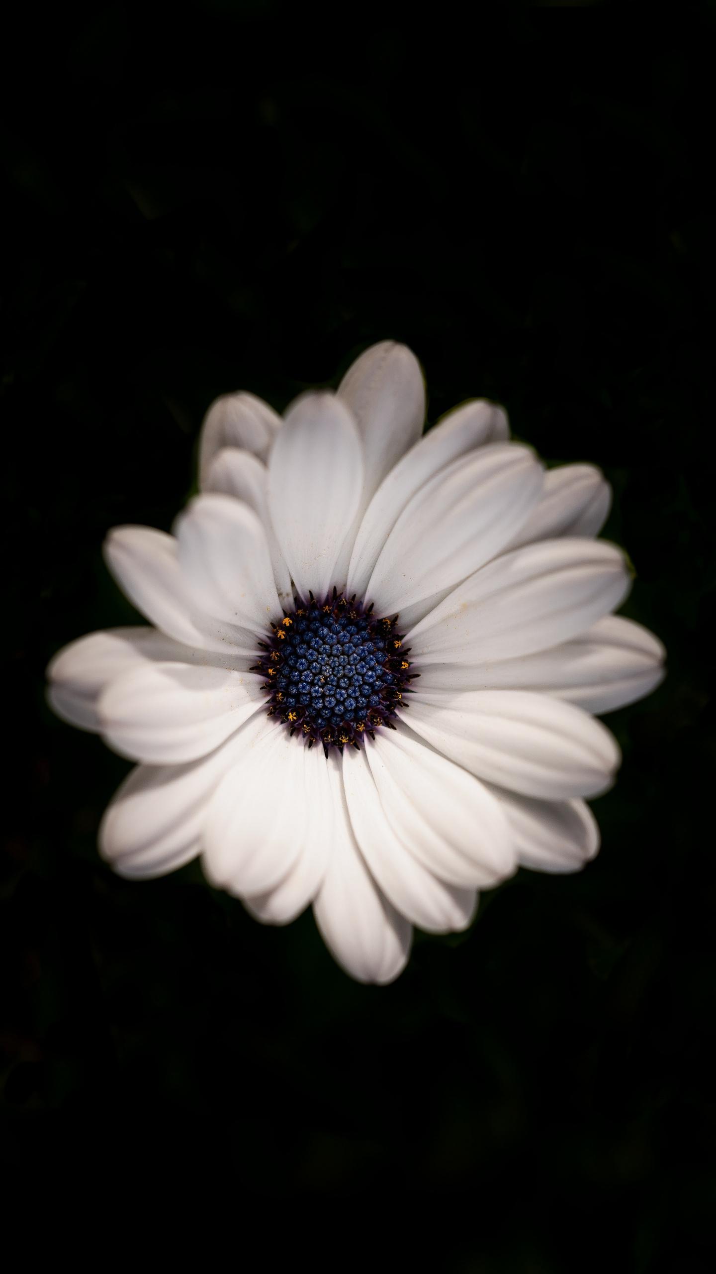 1440x2560 Download Daisy flower, white, portrait wallpaper, 1440x QHD Samsung Galaxy S S Edge, Note, LG G4