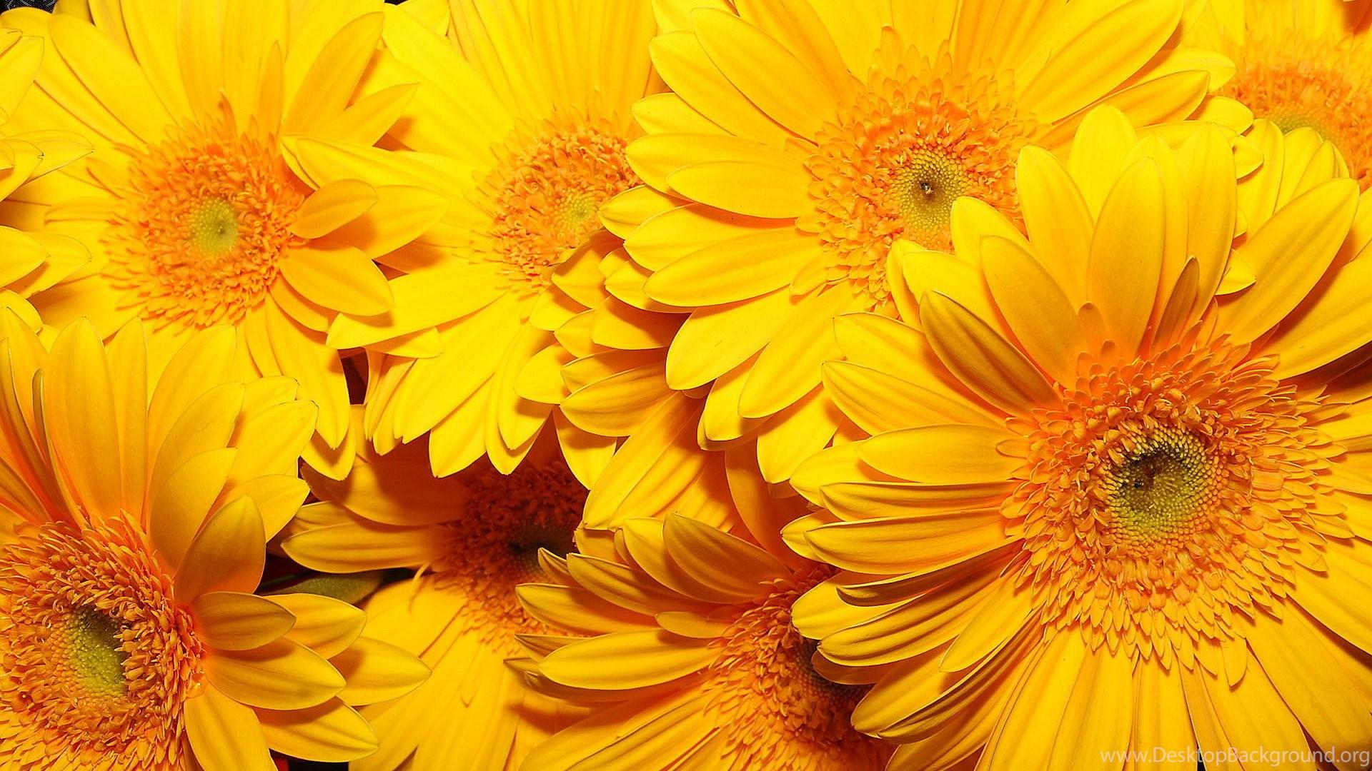 1920x1080 Flower Wallpaper Yellow Flowers Wallpaper Wallpaper 32812 Yellow. Desktop Background