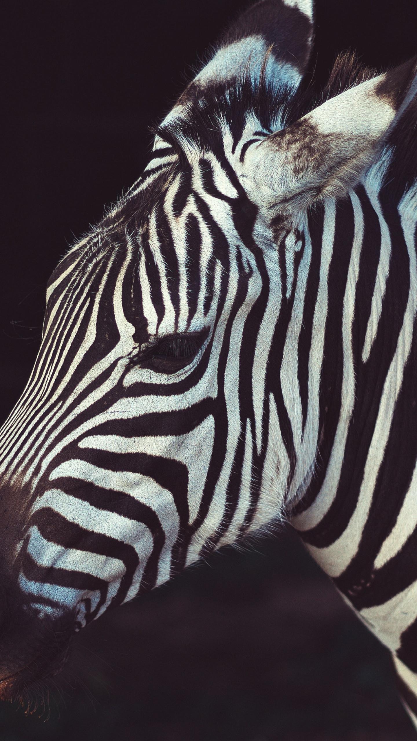 1440x2560 Download wallpaper: Zebra portrait from Greeneville Zoo, USA 1440x2560