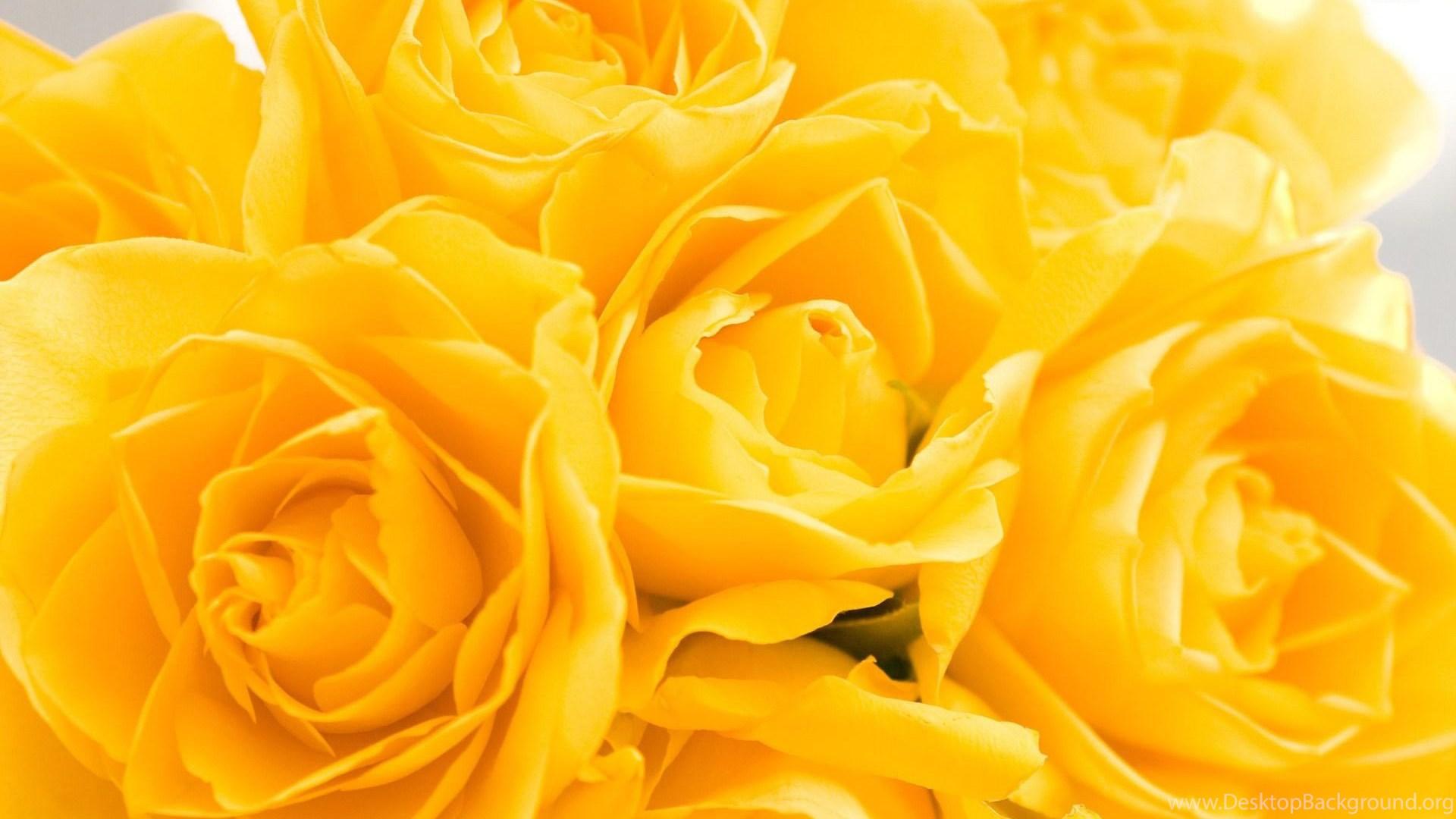 1920x1080 Yellow Roses Wallpaper Flower Wallpaper Desktop Background