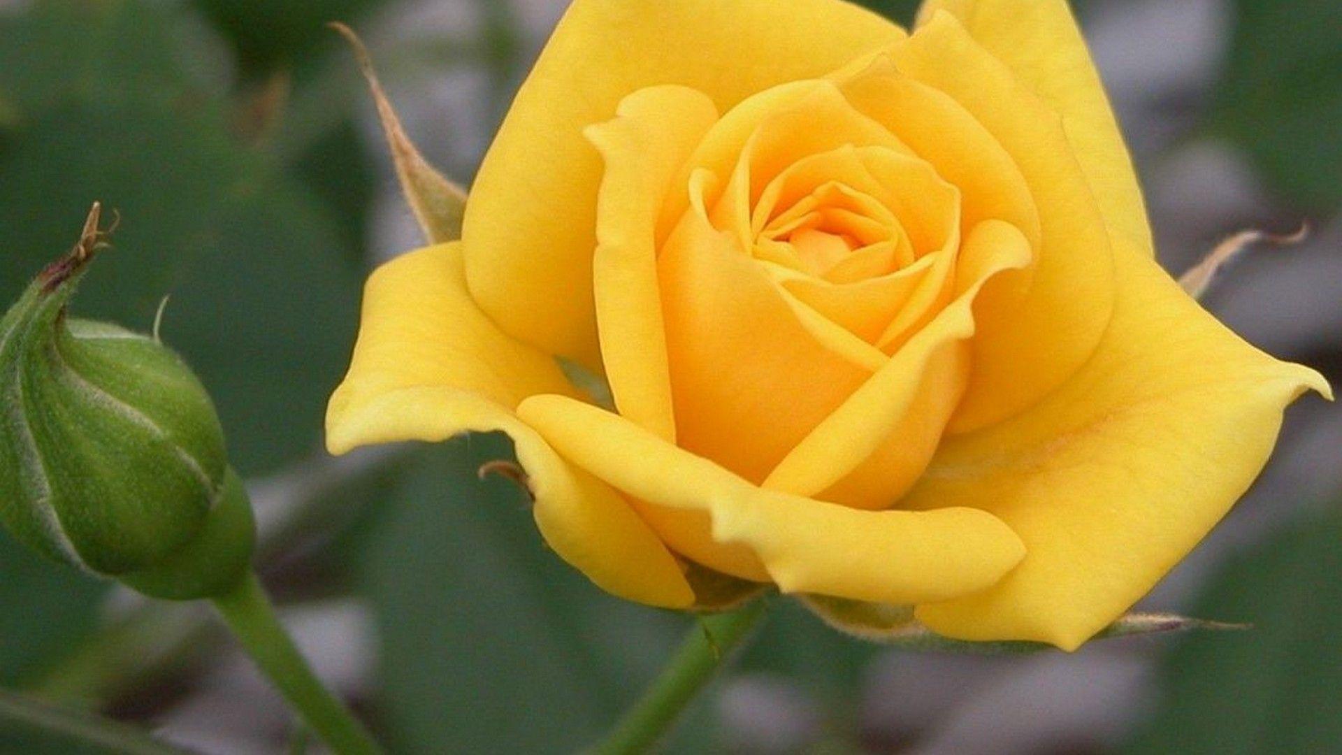 1920x1080 Wallpaper Yellow Flower. Best Wallpaper HD. Yellow rose flower, Rose flower hd, Yellow flowers