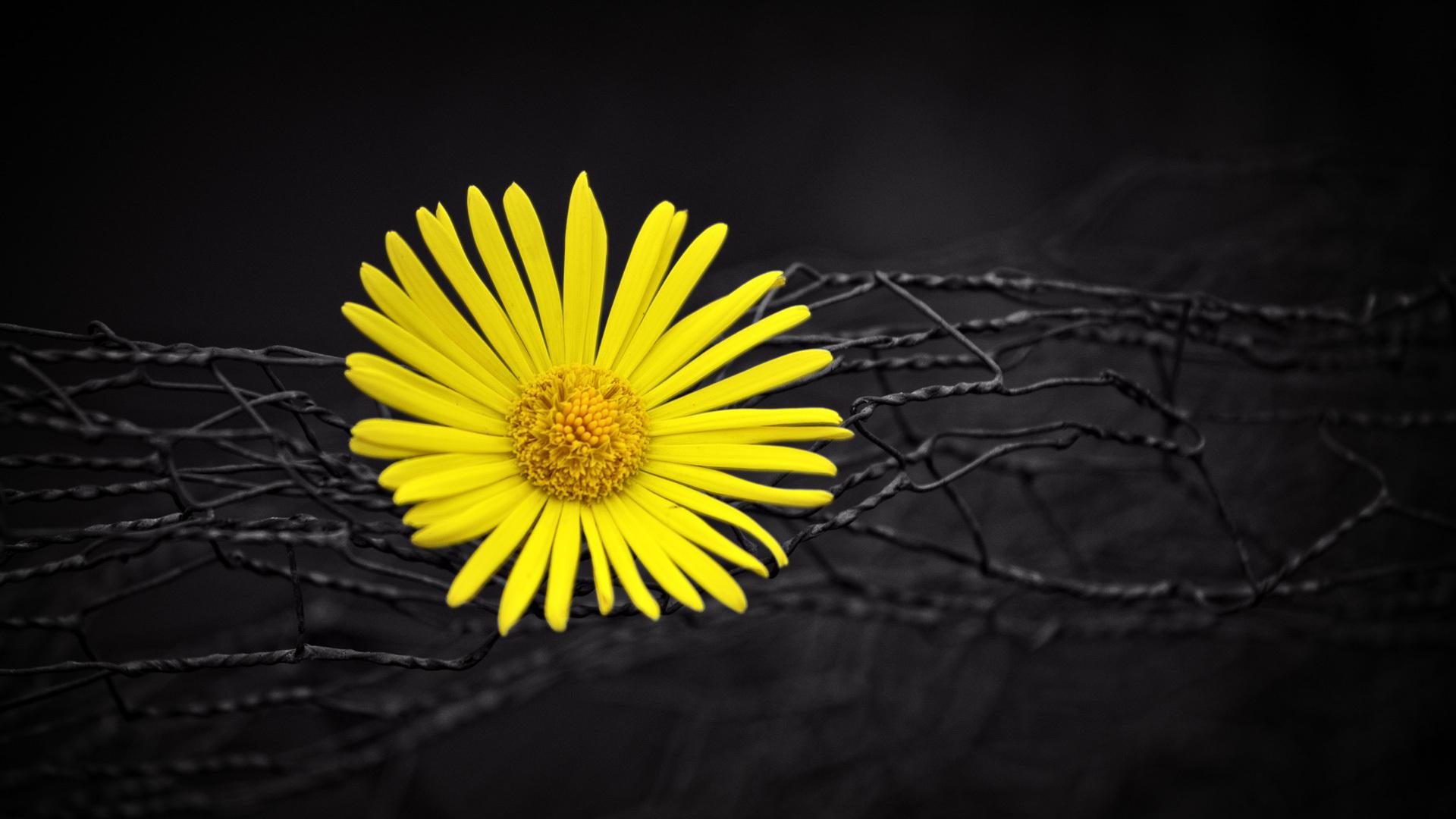 1920x1080 Yellow Flower Fence Dark Black Background Laptop Full HD 1080P HD 4k Wallpaper, Image, Background, Photo and Picture