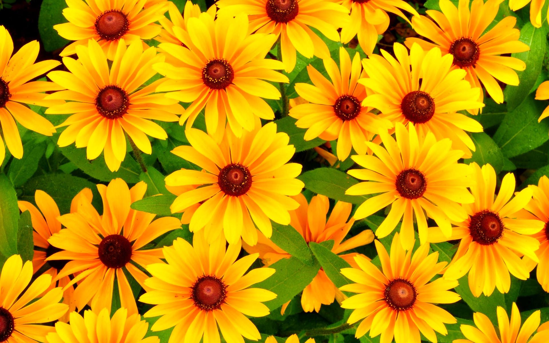 1920x1200 Rudbeckia Yellow Flowers Wallpaper for Widescreen Desktop PC 1920x1080 Full HD