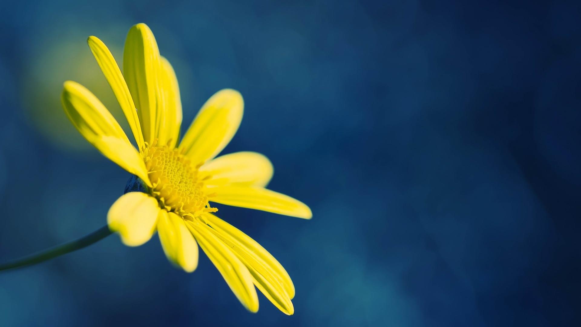 1920x1080 Yellow Flower on Blue Background desktop PC and Mac wallpaper