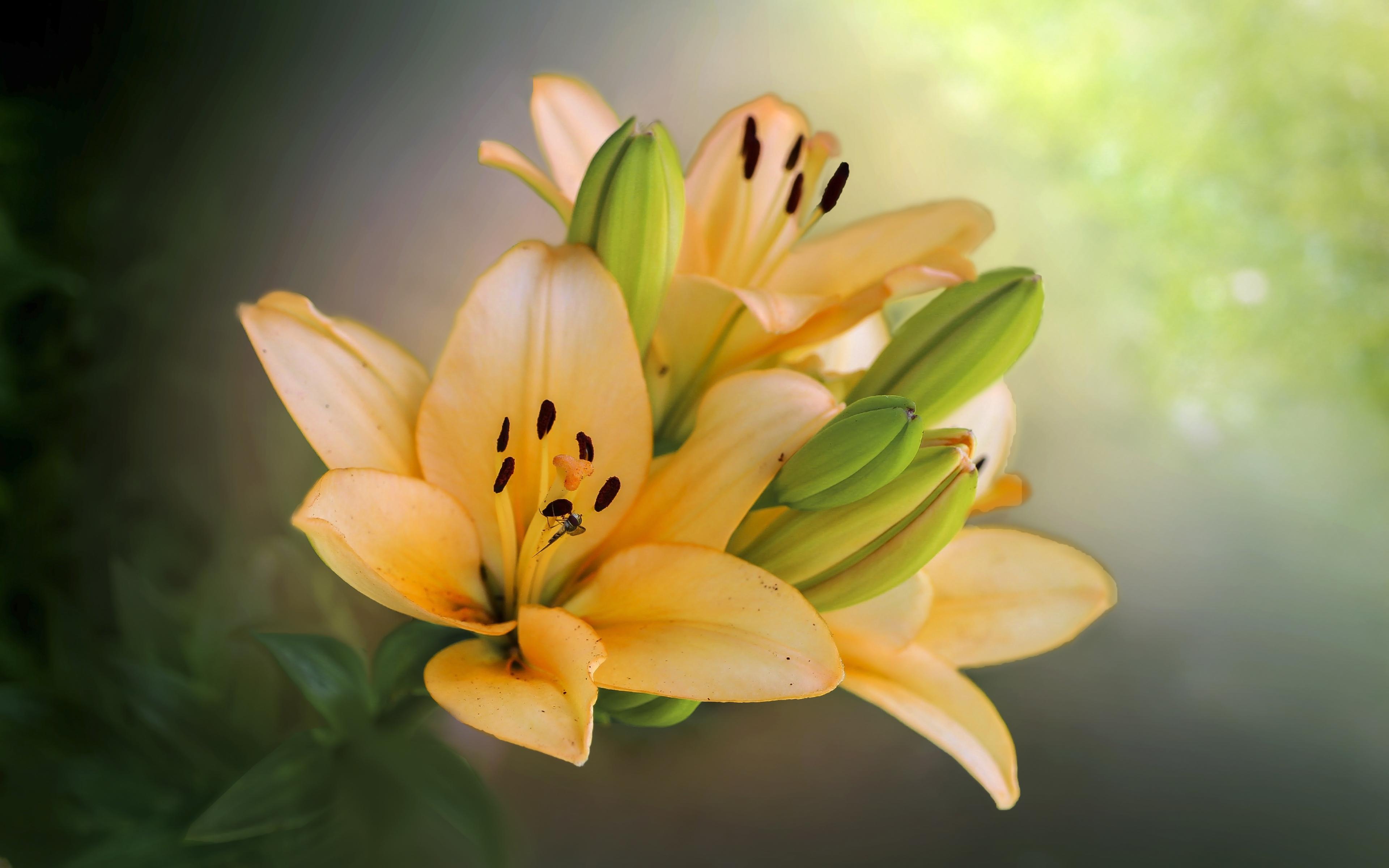 3840x2400 Desktop Wallpaper Yellow Flowers, Buds, Blooming, Portrait, HD Image, Picture, Background, Fa1713