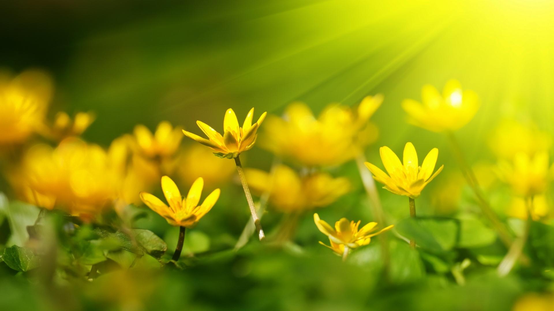 1920x1080 Quotes About Yellow Flowers Flower In Sunshine