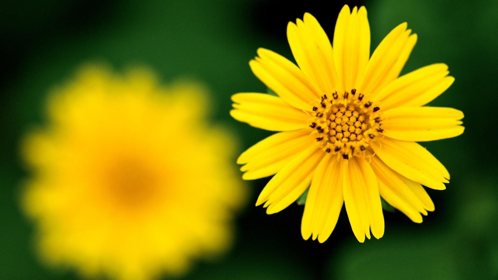 1920x1080 Yellow Flower wallpaperx1080