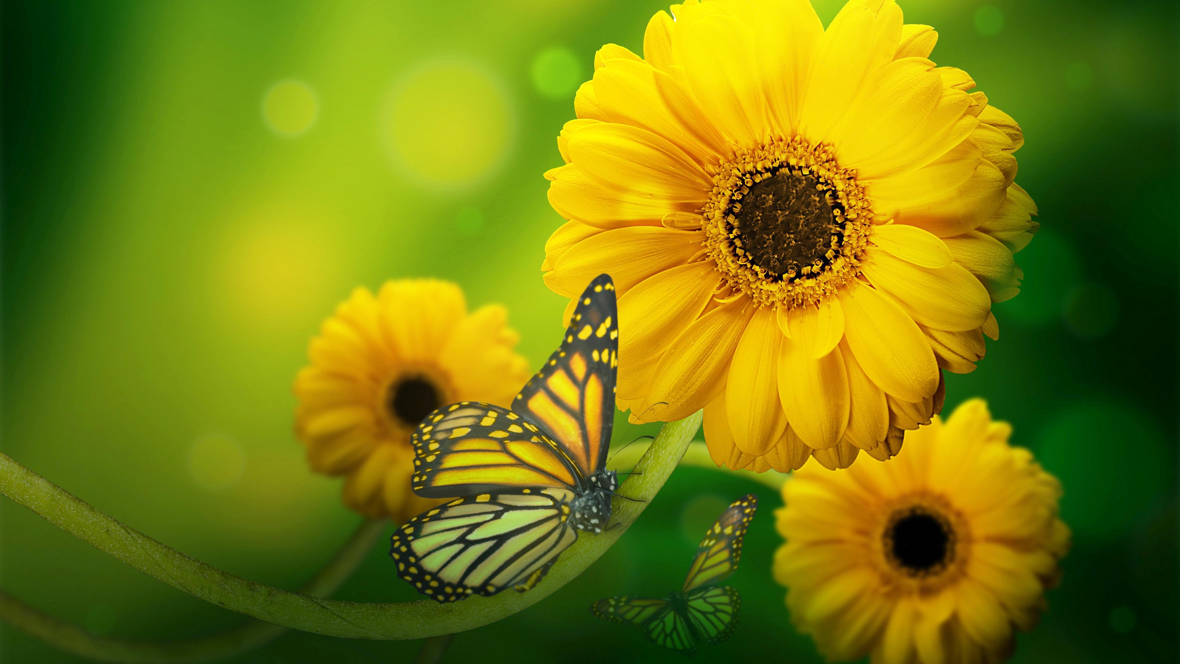 3840x2160 Yellow Flower Image Download HD Wallpaper