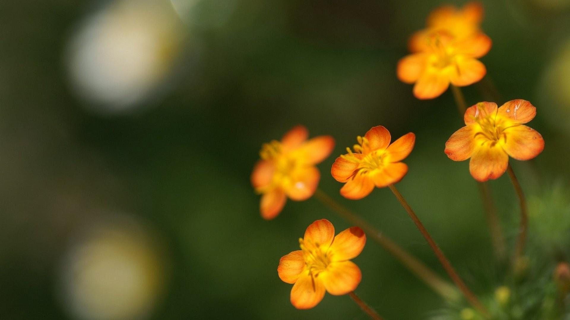 1920x1080 Best Yellow Flower Wallpaper Cute Wallpaper