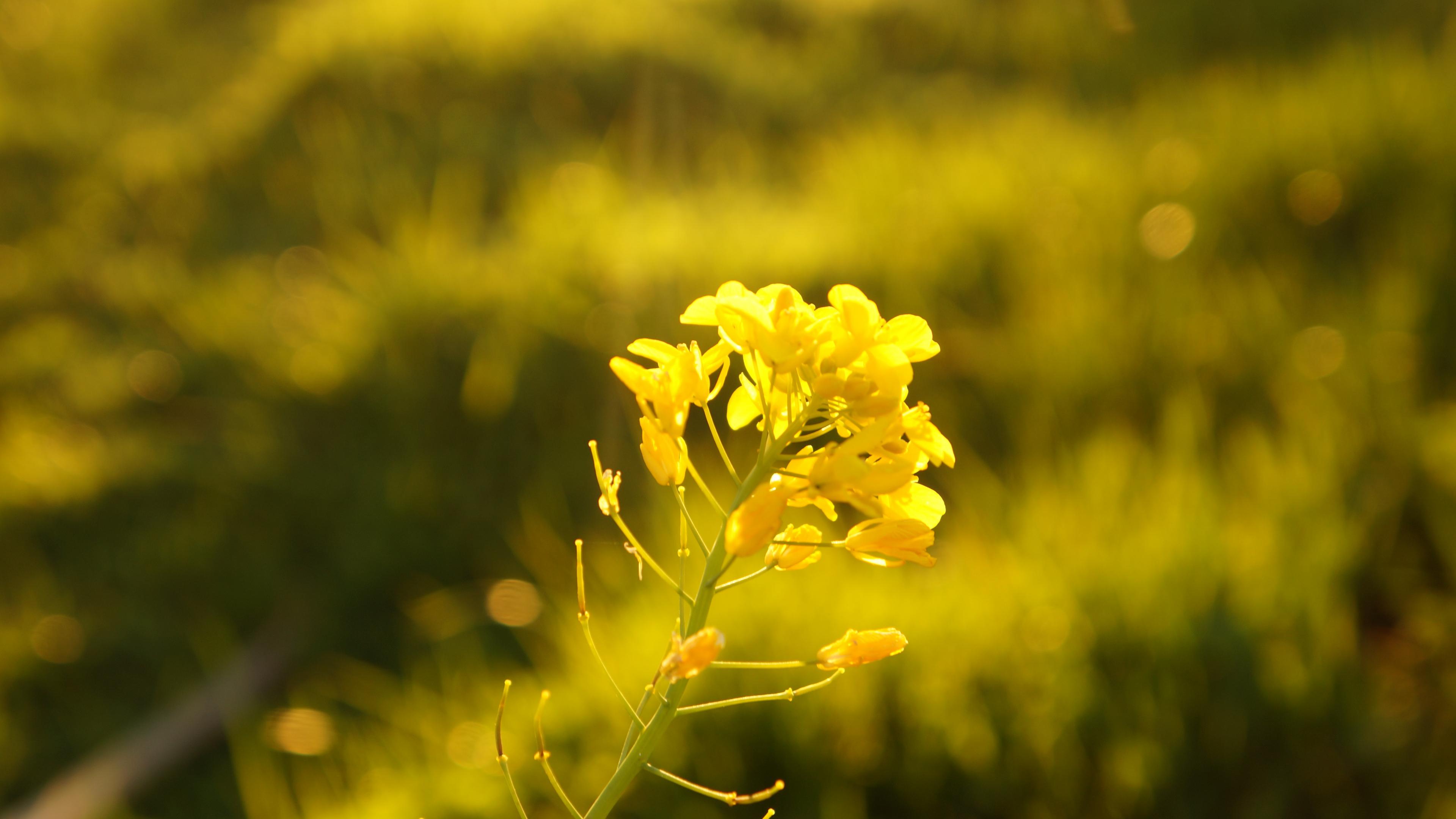3840x2160 Desktop Wallpaper Blur, Yellow Flowers, Garden, Flowers, HD Image, Picture, Background, B182a6