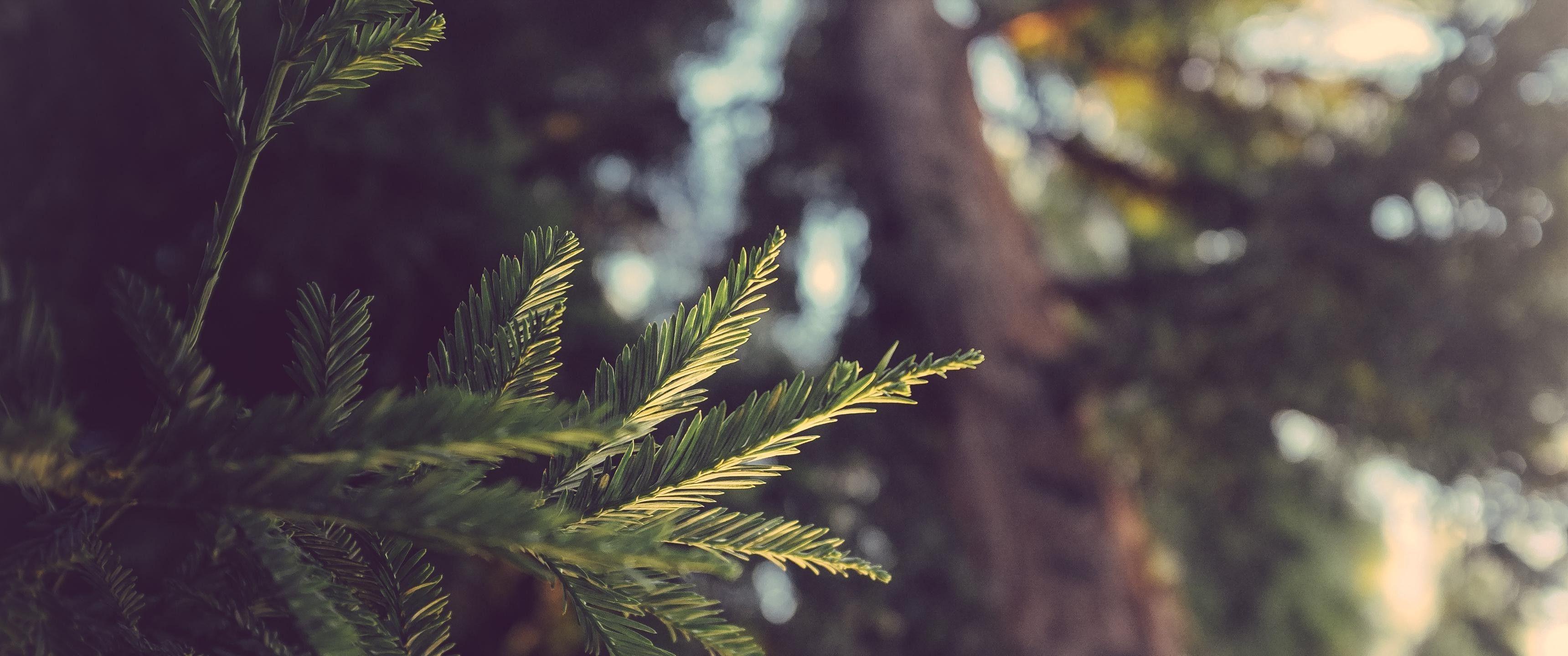 3440x1440 ultrawide, Landscape, Nature, Photography Wallpaper HD / Desktop and Mobile Background