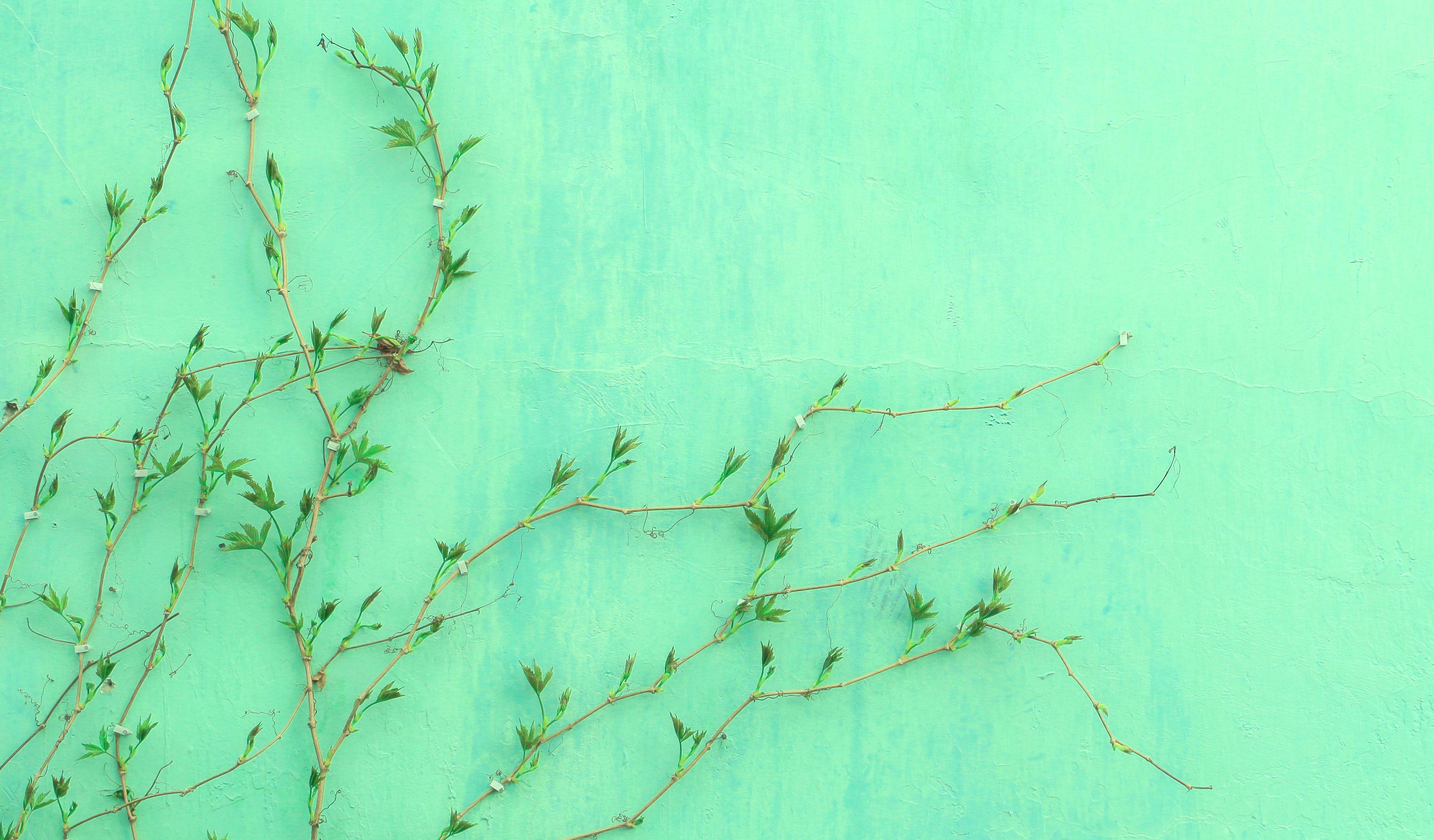 4993x2926 Baby Green Wallpaper
