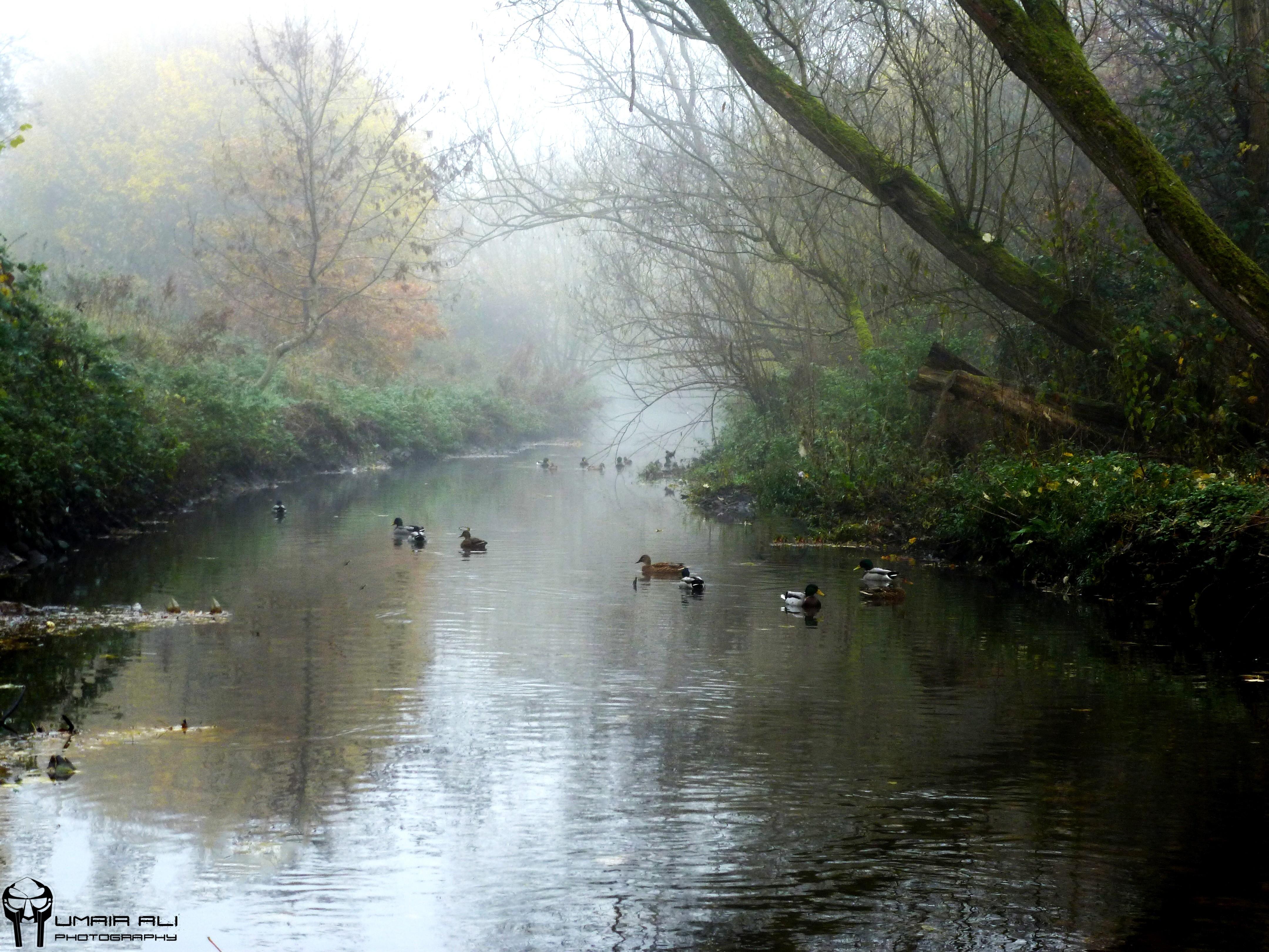 4320x3240 nature love england ducks birmingham natural 4320x3240 wallpaper High Quality Wallpaper, High Definition Wallpaper