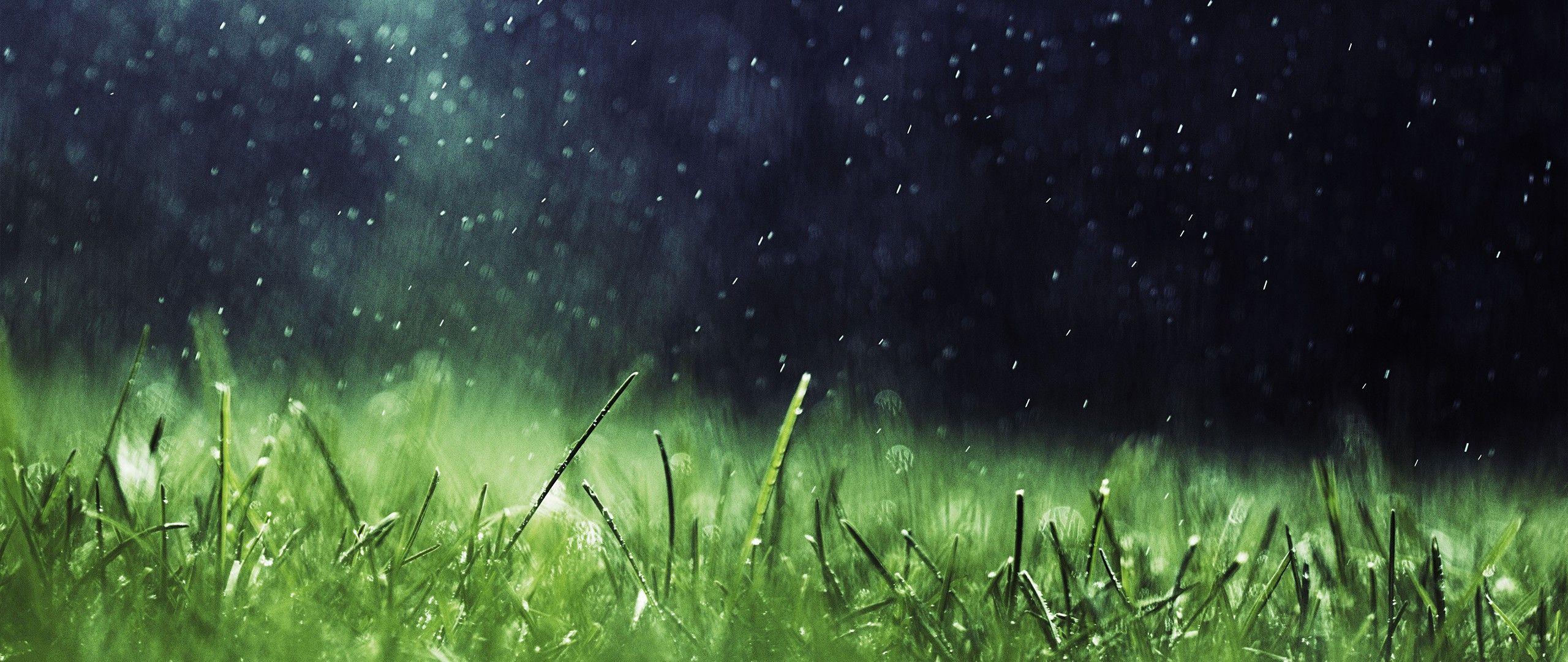 2560x1080 Wallpaper : sunlight, depth of field, nature, photography, green