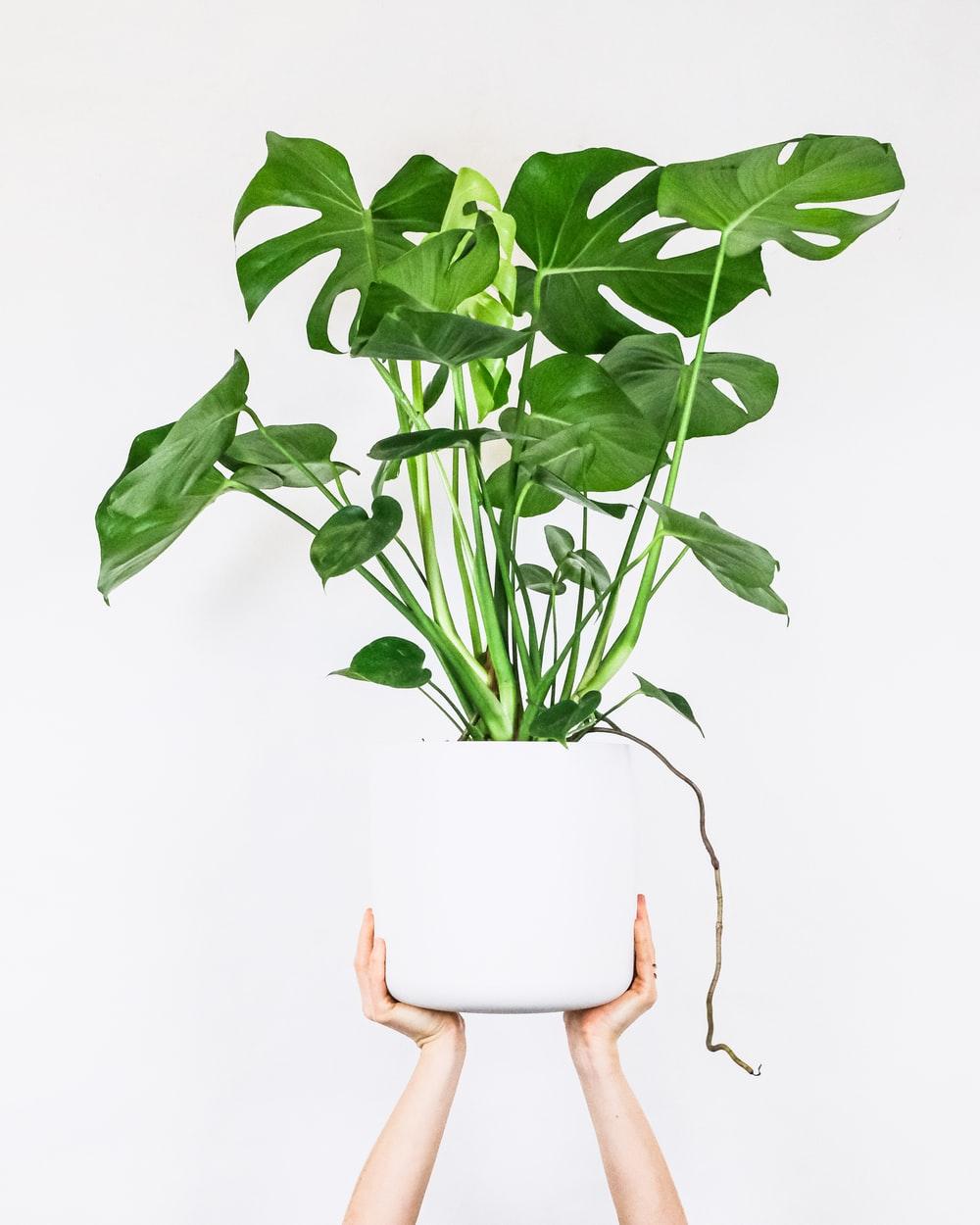 Breathtaking Quality Birth House Plant Moment Digital Art Breathtaking Quality Birth House Plant Moment Digital Art