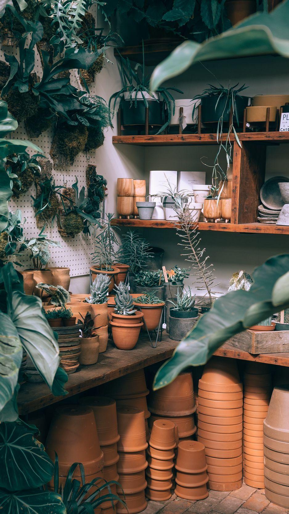 938x1668 Indoor Plants Wallpaper