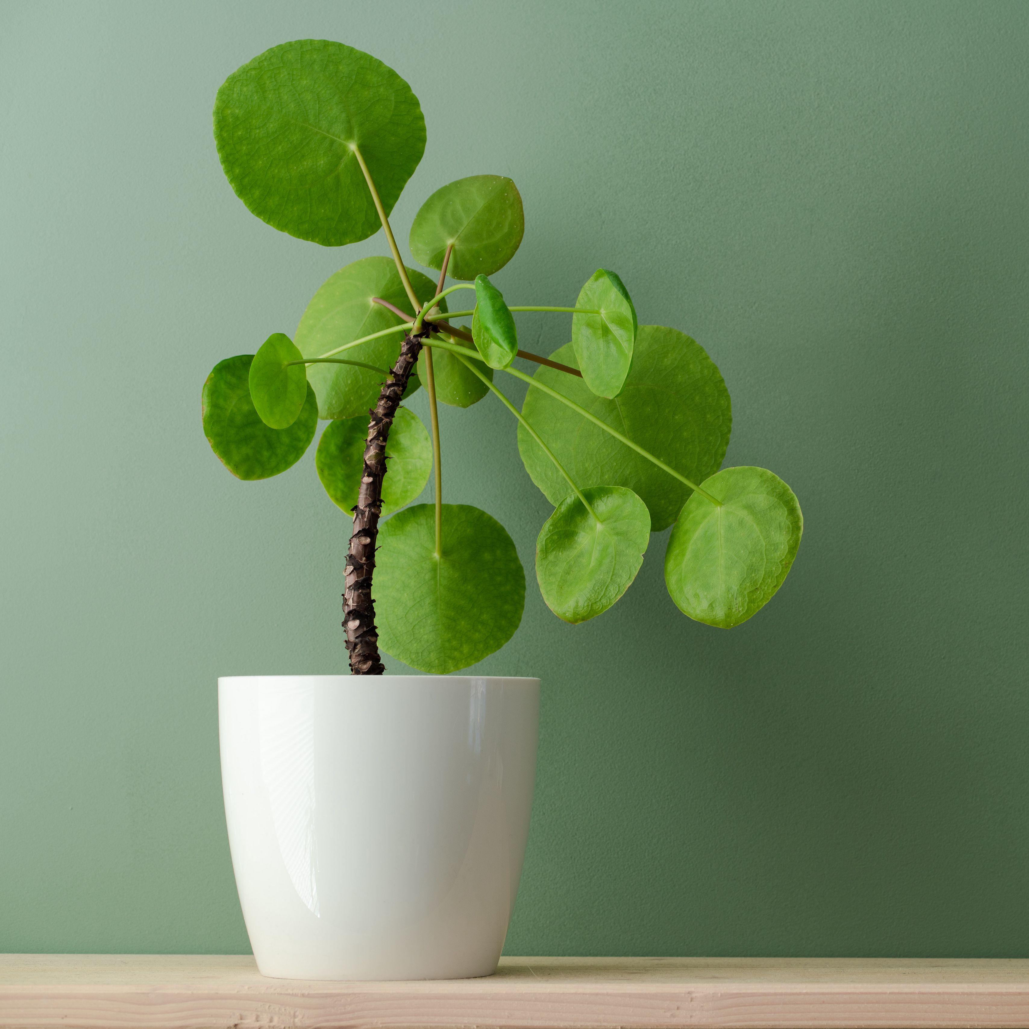 3415x3415 Download wallpaper 3415x3415 plant, foliage, indoor, houseplant ipad pro 12.9 retina for parallax HD background