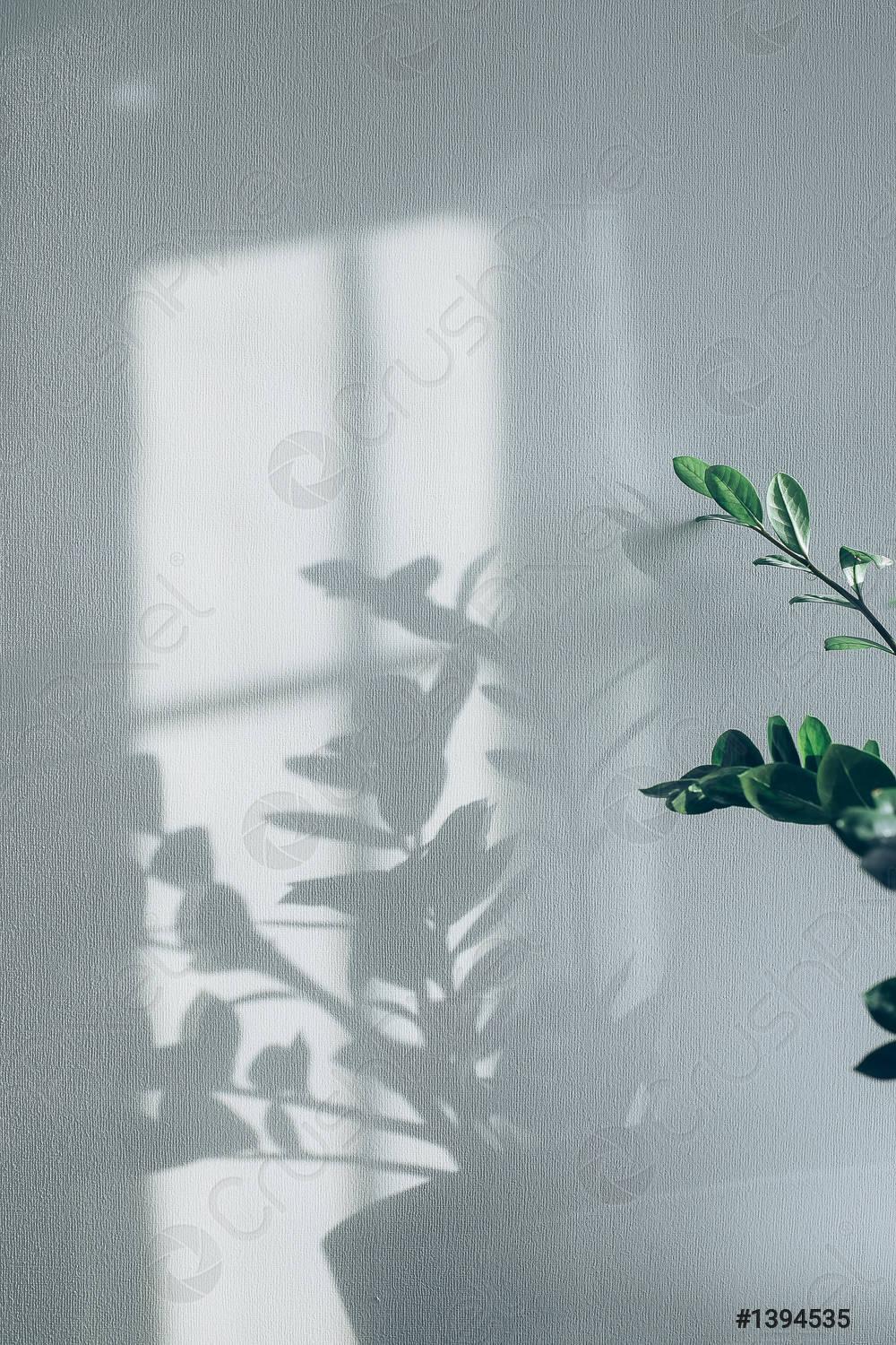 1000x1500 Shadows of flowers house plant on wall wallpaper grey background