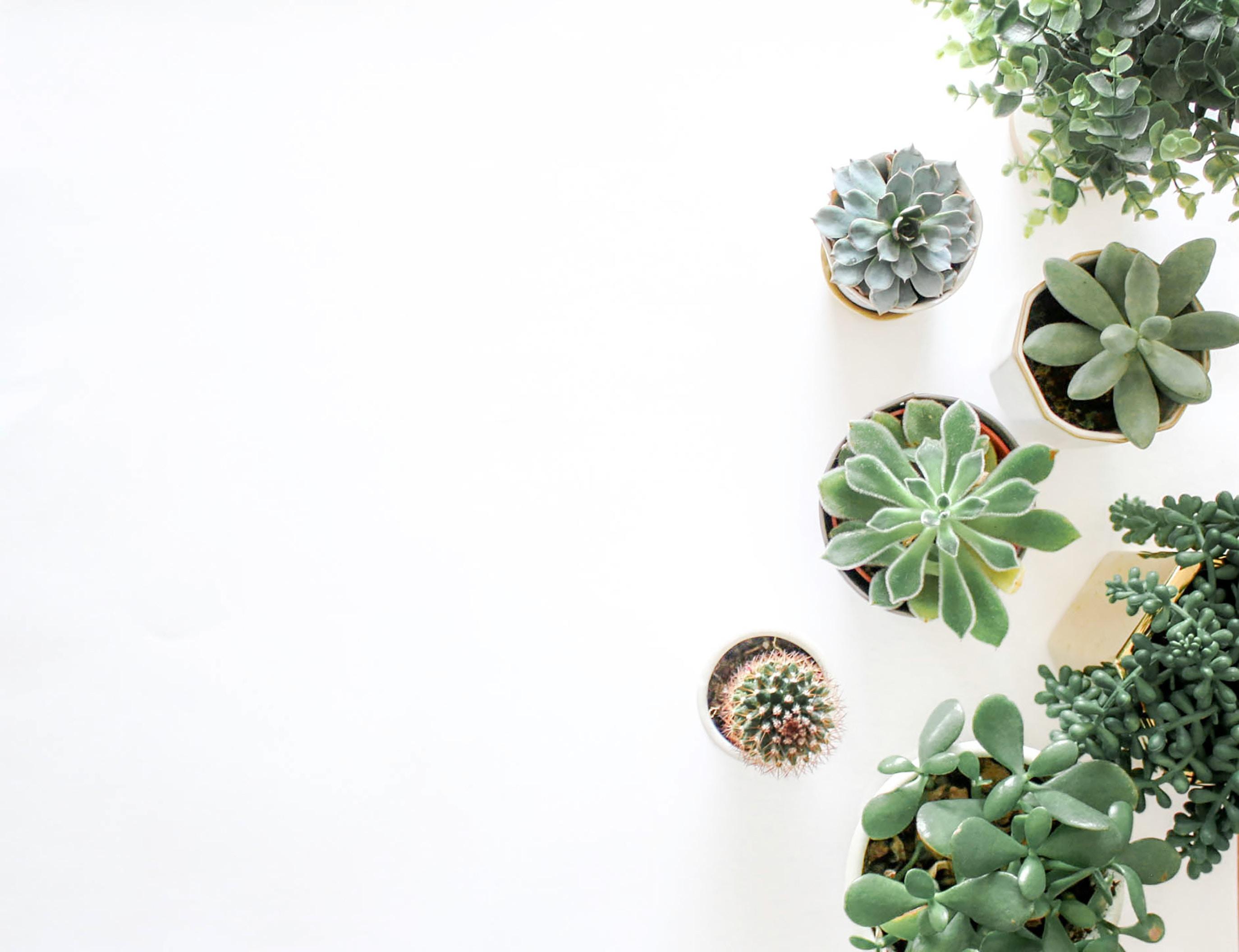 2748x2112 house plant HD wallpaper, Background