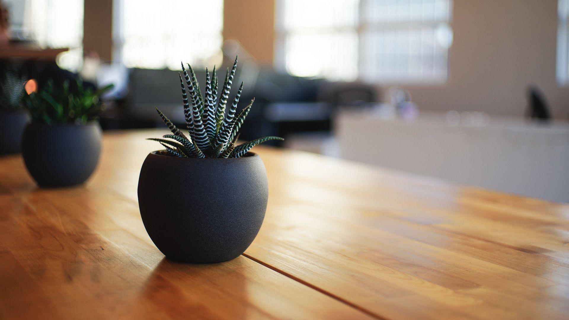 1920x1080 Houseplant, Pot, Table HD Wallpaper Free Download