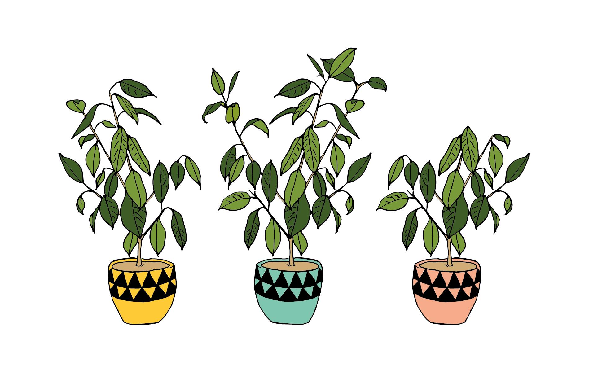 1901x1201 Pot plant desktop wallpaper