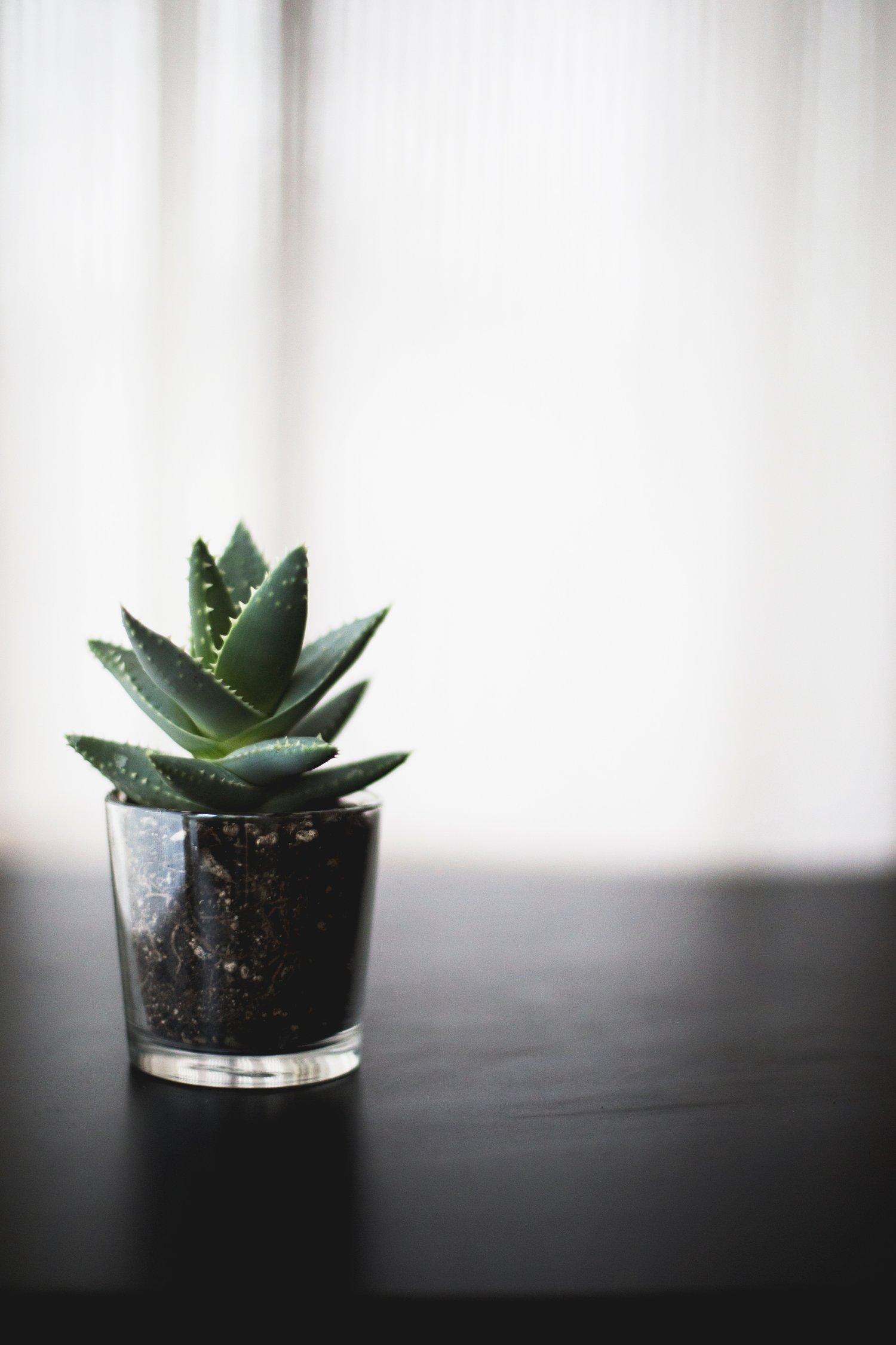 Serene Quality Birth House Plant Moment Art Serene Quality Birth House Plant Moment Art