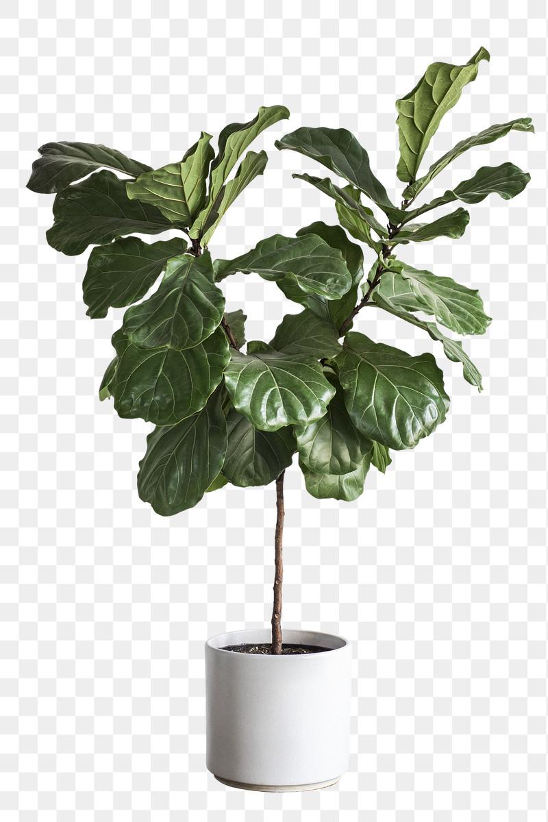 800x1200 House Plant Image Wallpaper