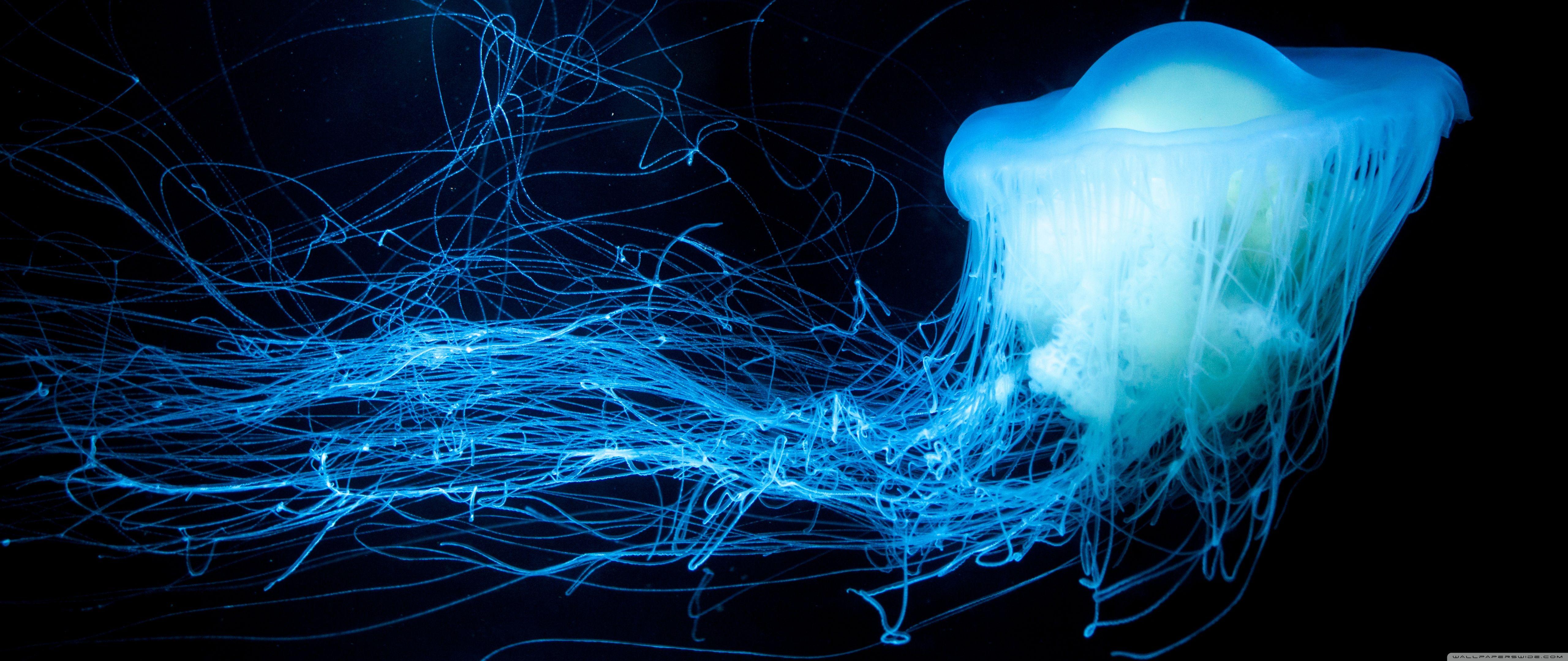 5120x2160 Glowing Jellyfish ❤ 4K HD Desktop Wallpaper for 4K Ultra HD TV