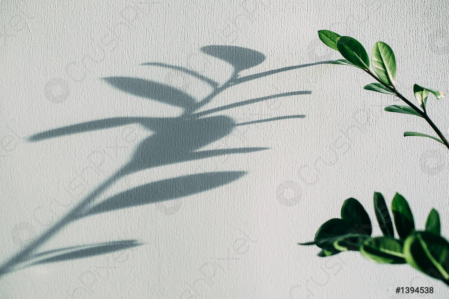 1500x1000 Shadows of flowers house plant on wall wallpaper grey background