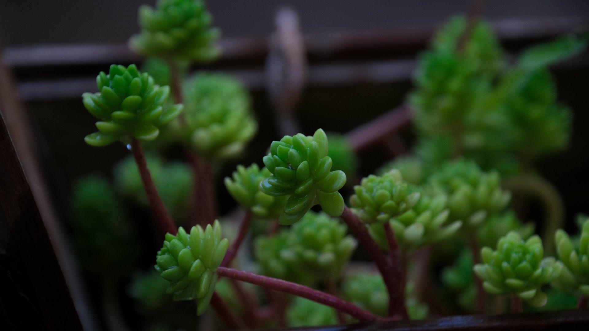 1920x1080 Desktop wallpaper small house, plants, leaves, close up, HD image, picture, background, 4142e3