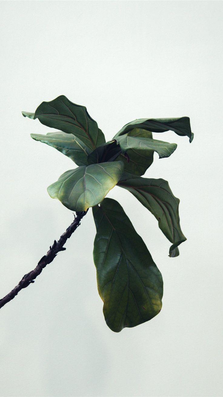 736x1308 green iPhone 8 wallpaper. Plant picture, Trendy plants, Plants