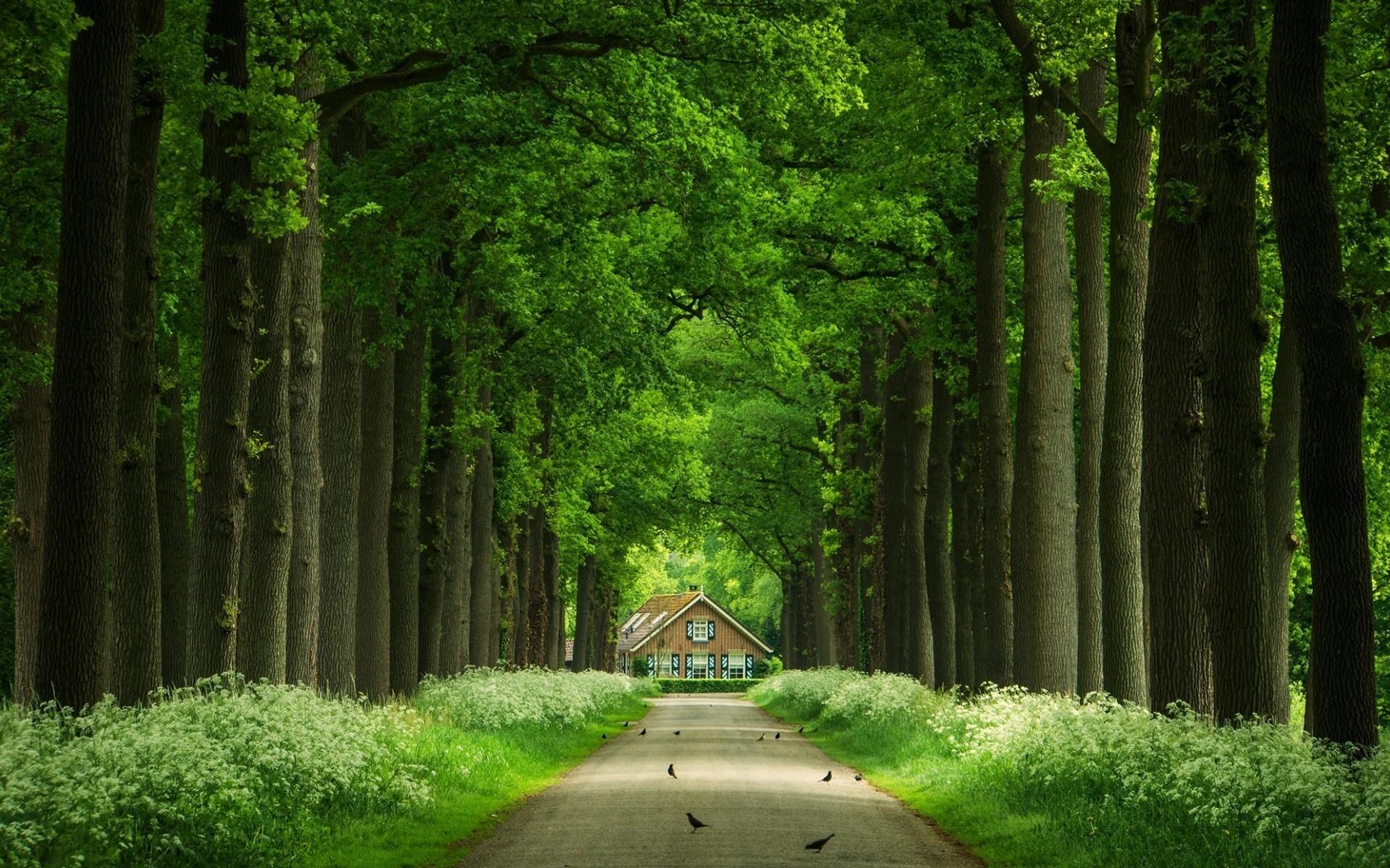 1920x1200 Trees Road Birds House Plants wallpaper. Trees Road Birds House Plants
