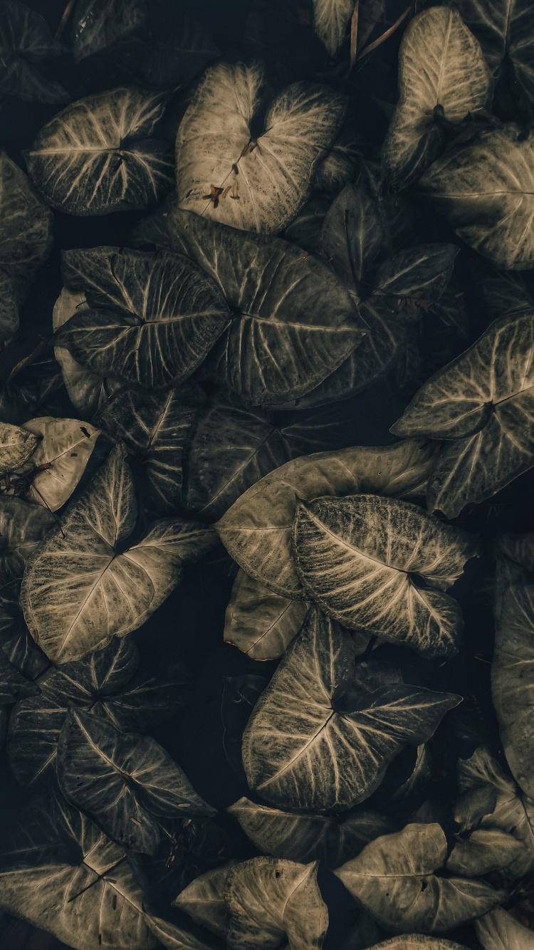 750x1334 Download House plants, leaf wallpaper, 750x iphone iPhone 8