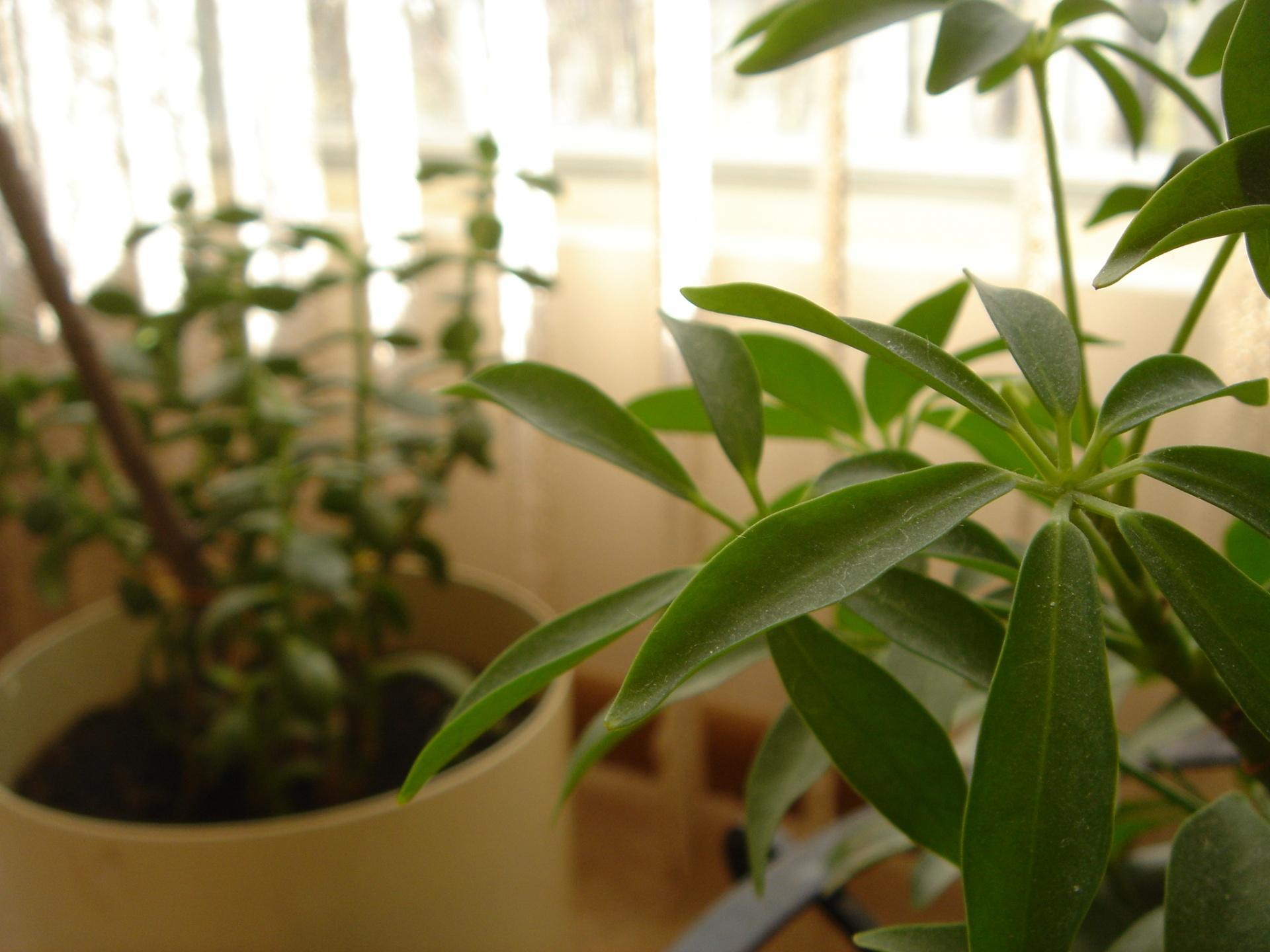 1920x1440 Green Plant wallpaper. Green Plant
