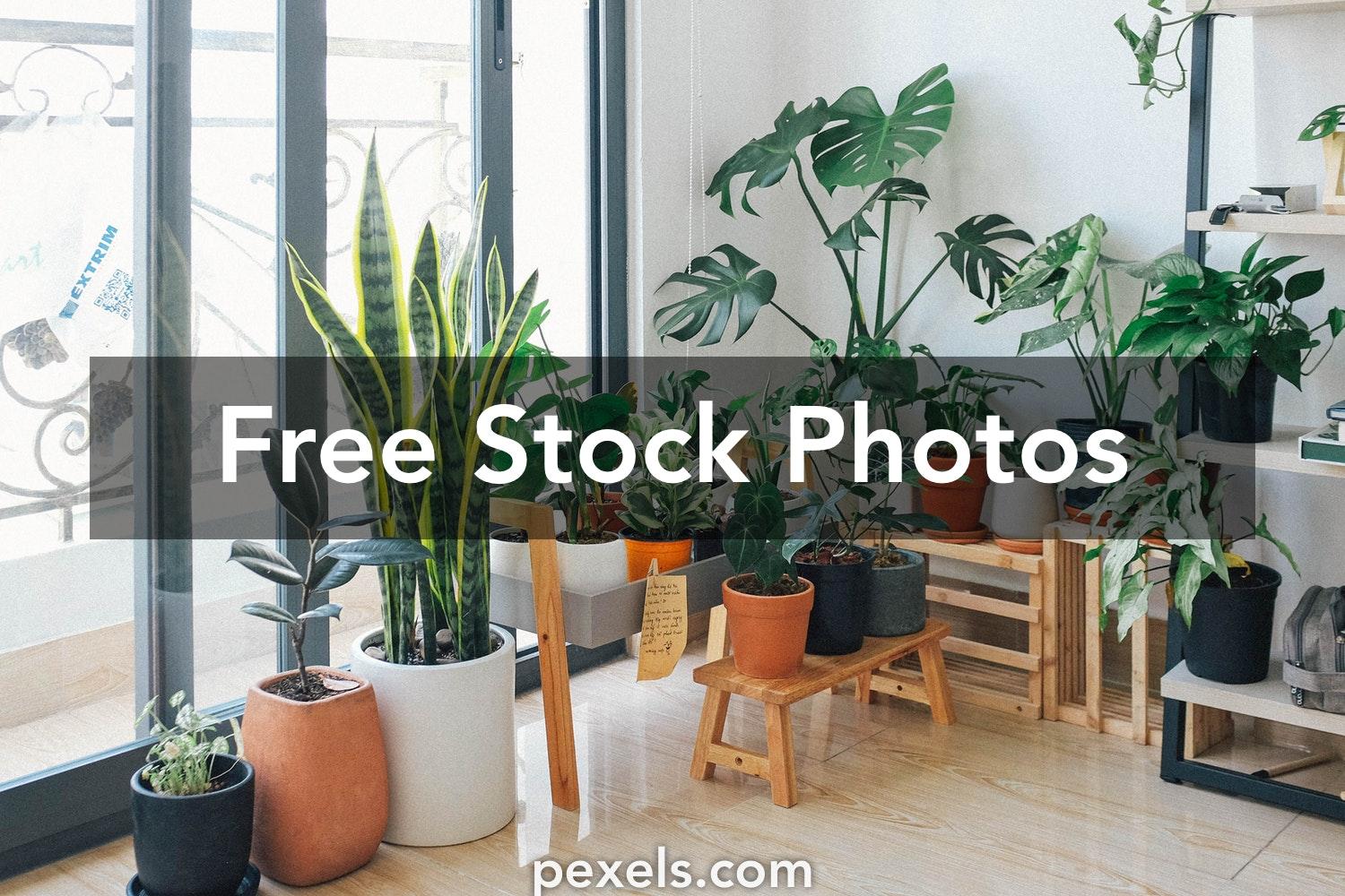 1500x1000 Best Indoor Plants Photo · 100% Free Downloads