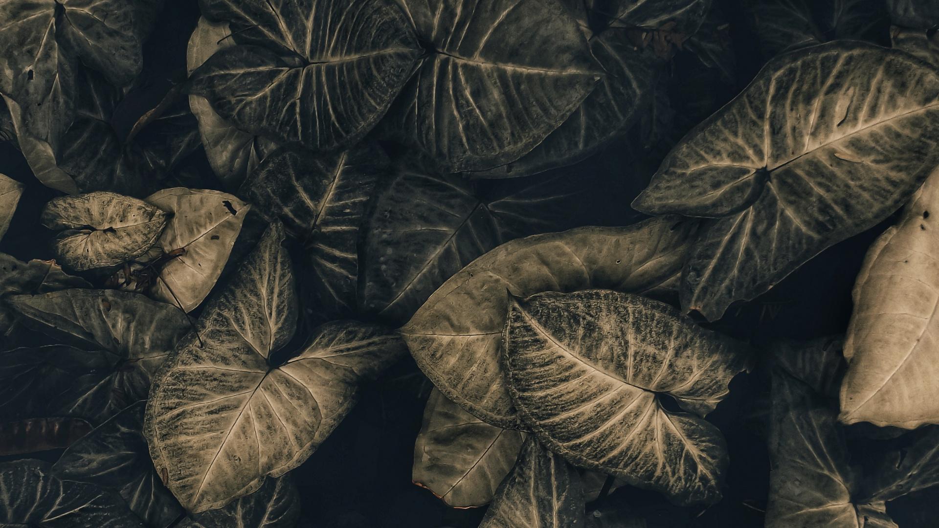 1920x1080 Download House plants, leaf wallpaper, 1920x Full HD, HDTV, FHD, 1080p