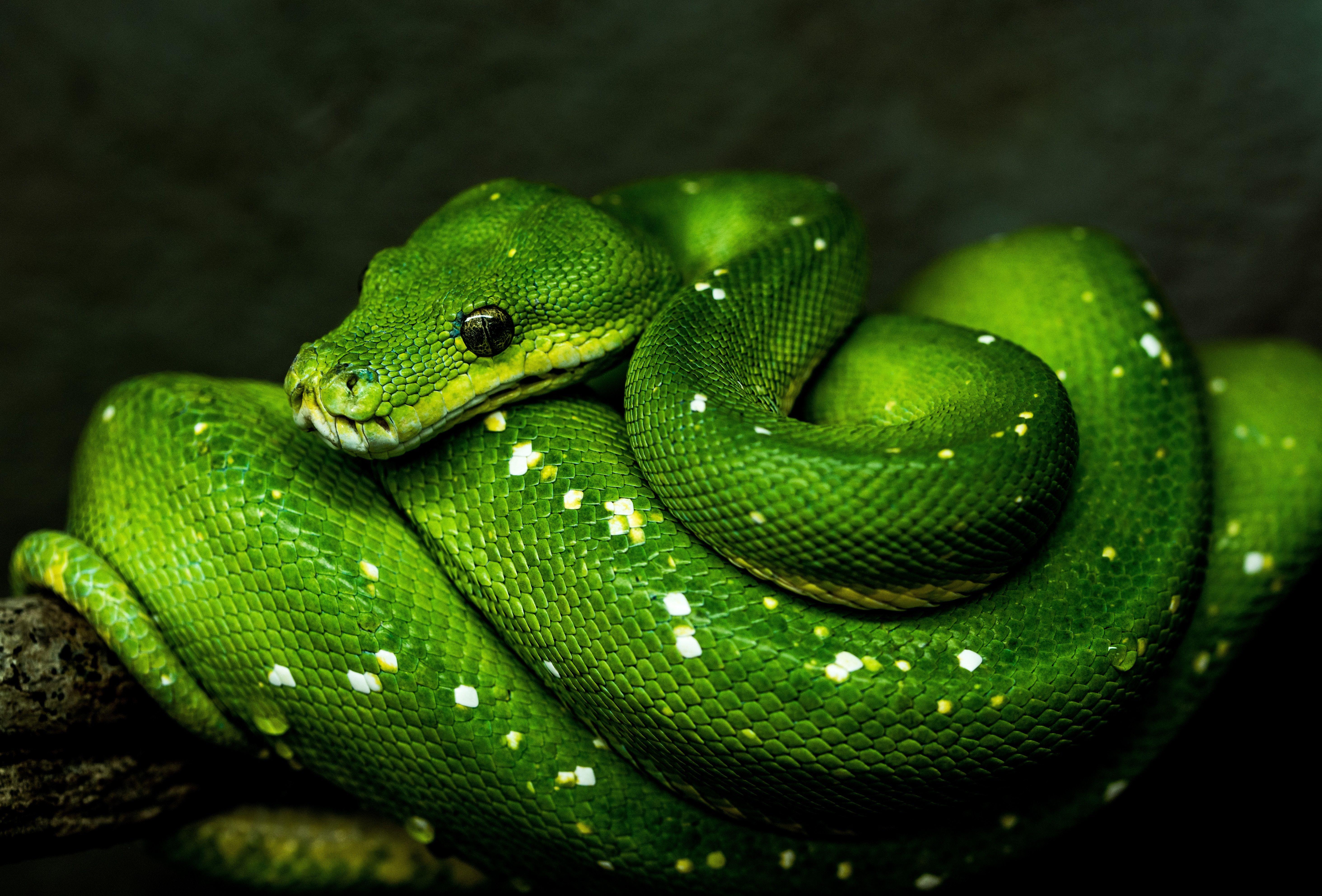 5854x3967 Animal Python HD Wallpaper