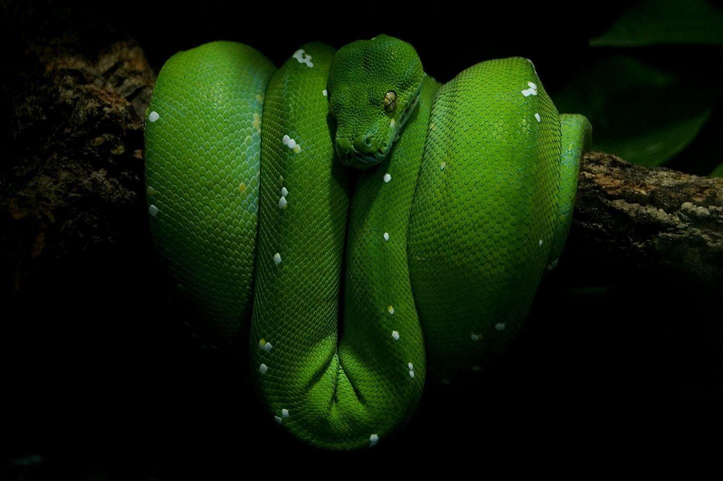 Green Python Wallpapers - Top Free Green Python Backgrounds ...