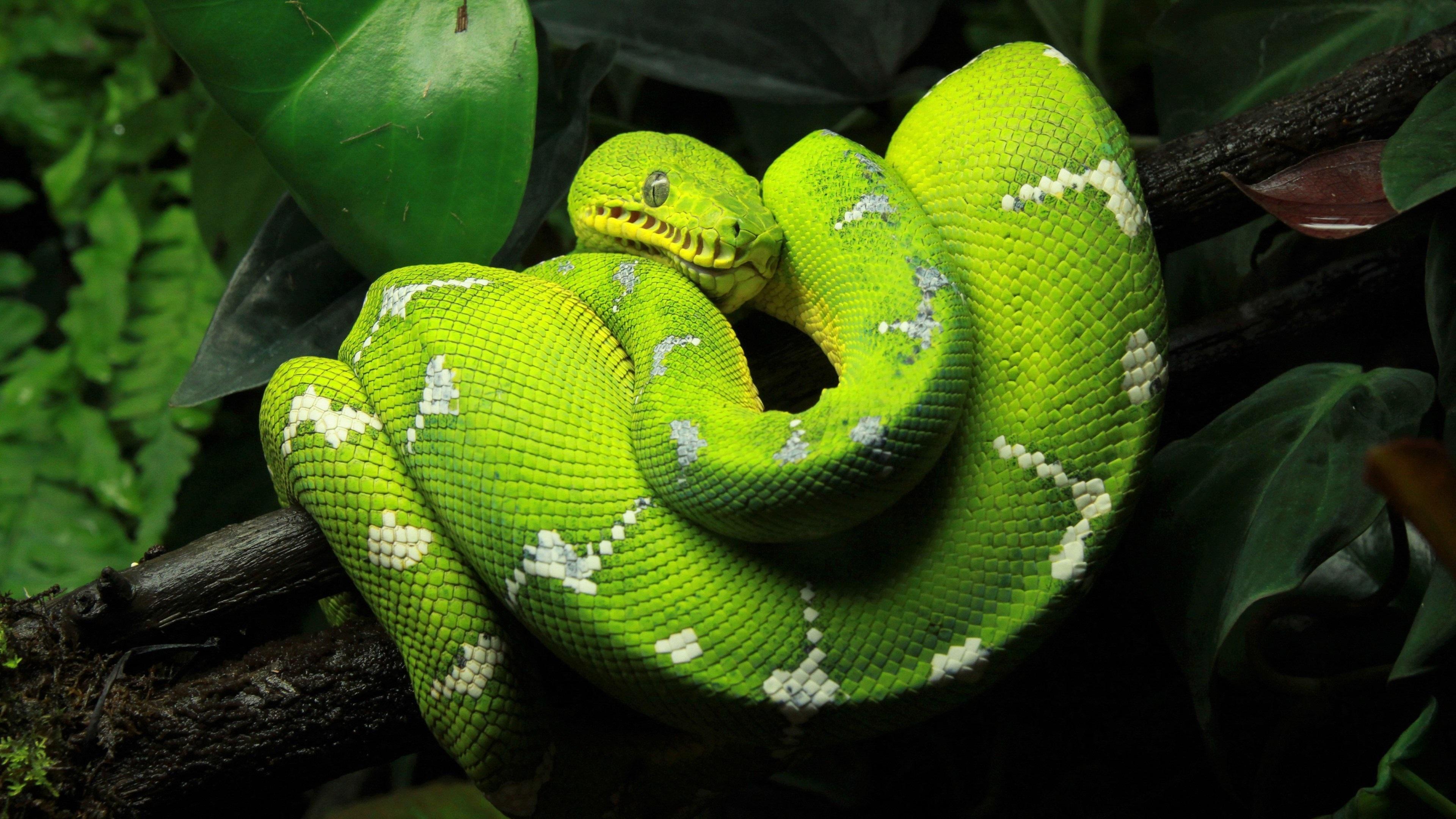 Green Python Wallpapers - Top Free Green Python Backgrounds ...