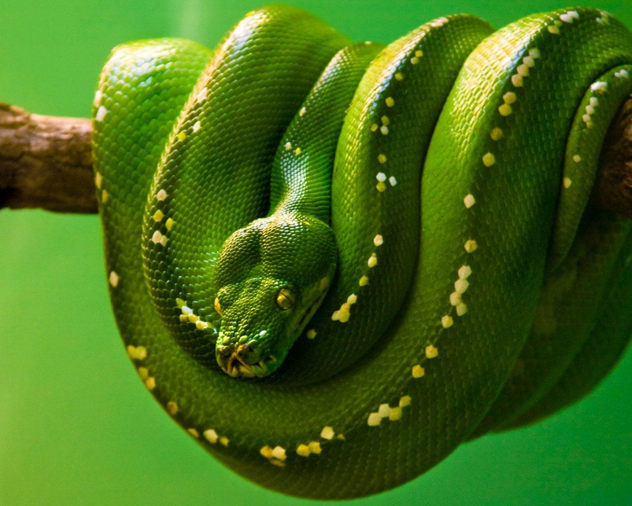 Green Python Wallpapers Top Free Green Python Backgrounds