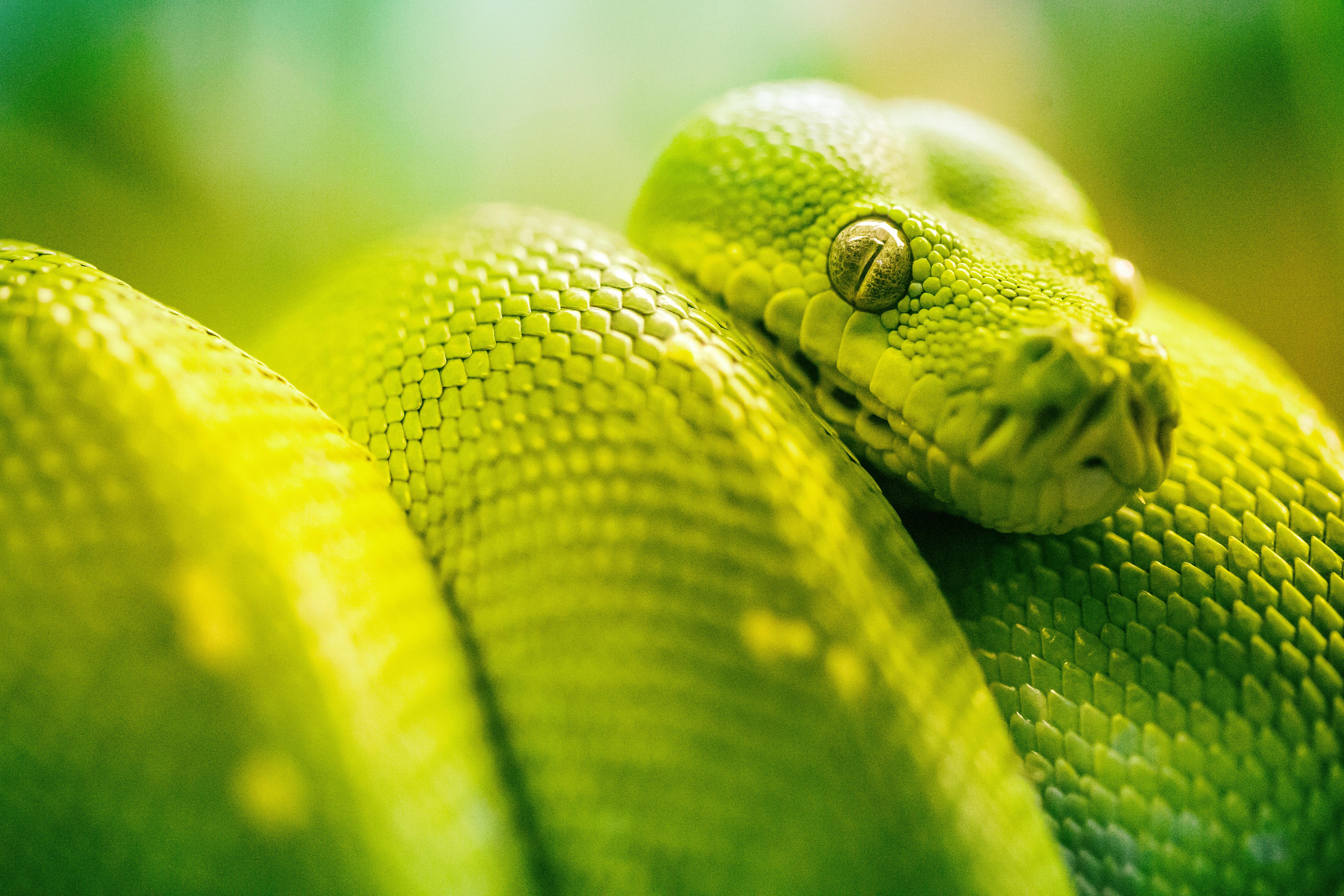 5113x3409 Boa Green Snake 5k, HD Animals, 4k Wallpaper, Image, Background, Photo and Picture