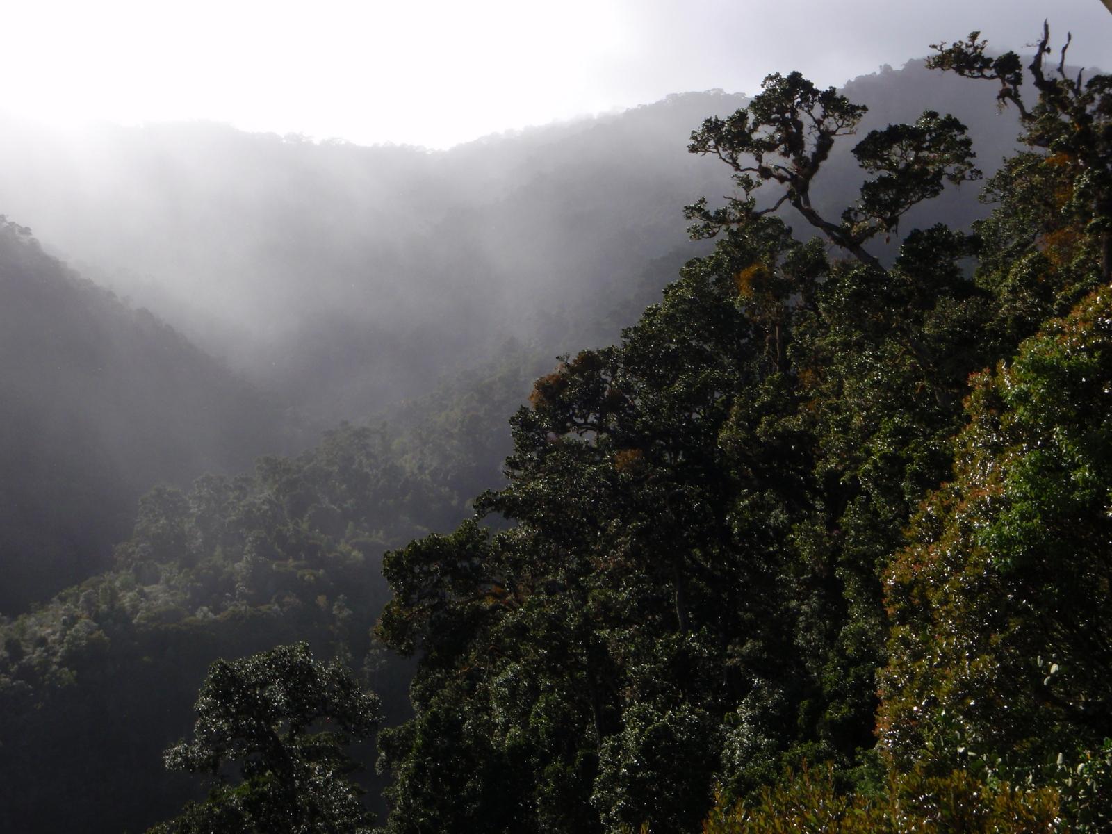1600x1200 Costa Rica's Cloud Forest Ecozones