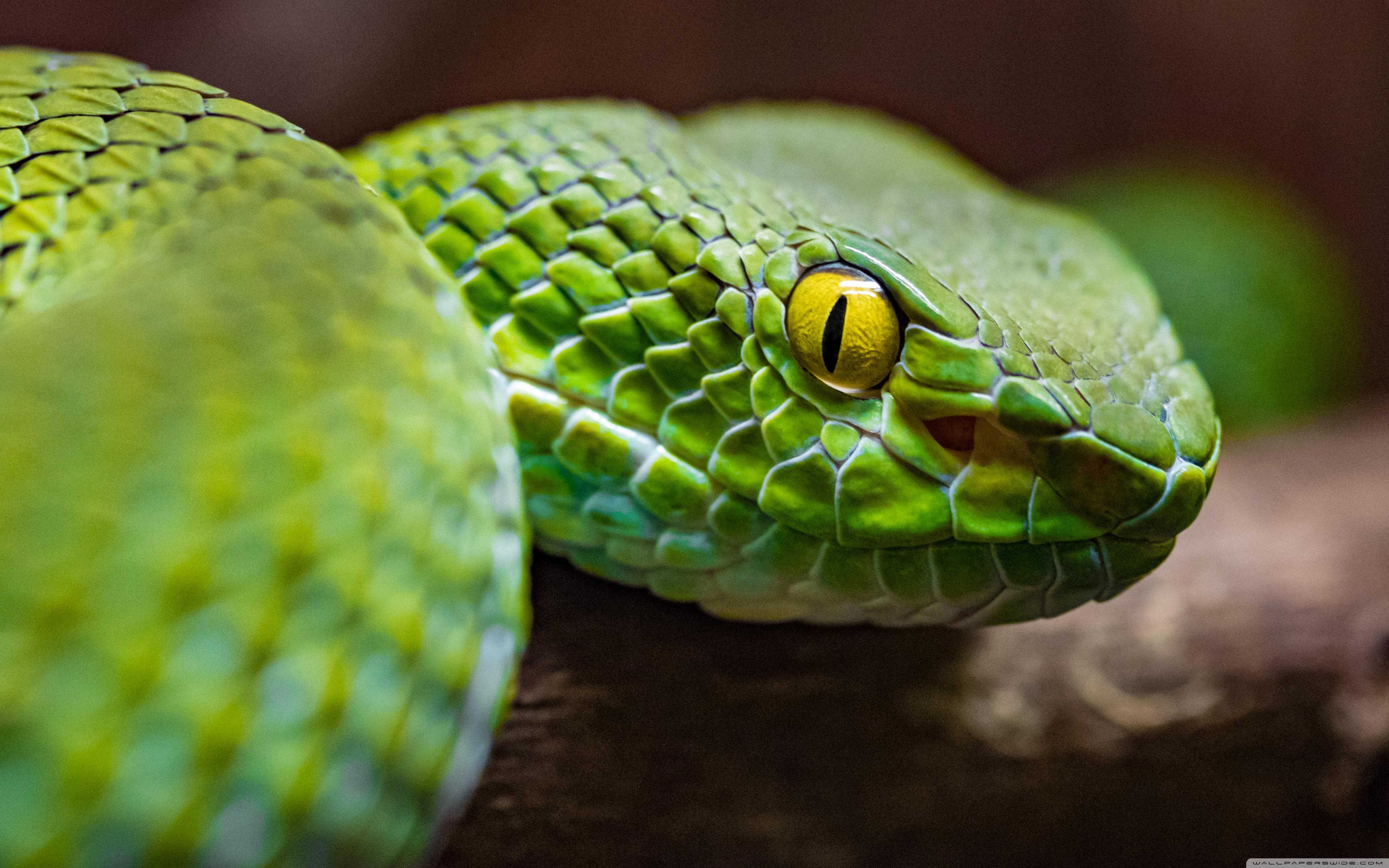 Green Python Wallpapers - Top Free Green Python Backgrounds ...