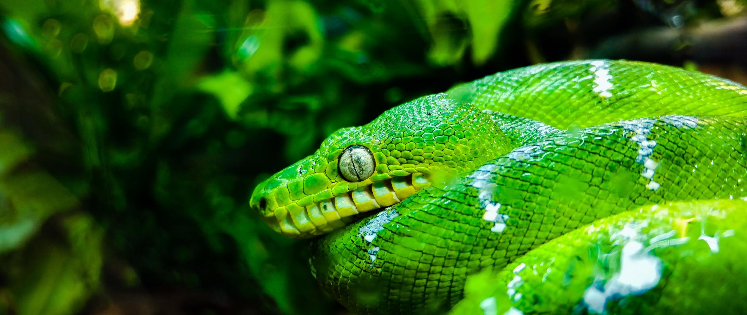 Green Python Wallpapers - Top Free Green Python Backgrounds ...