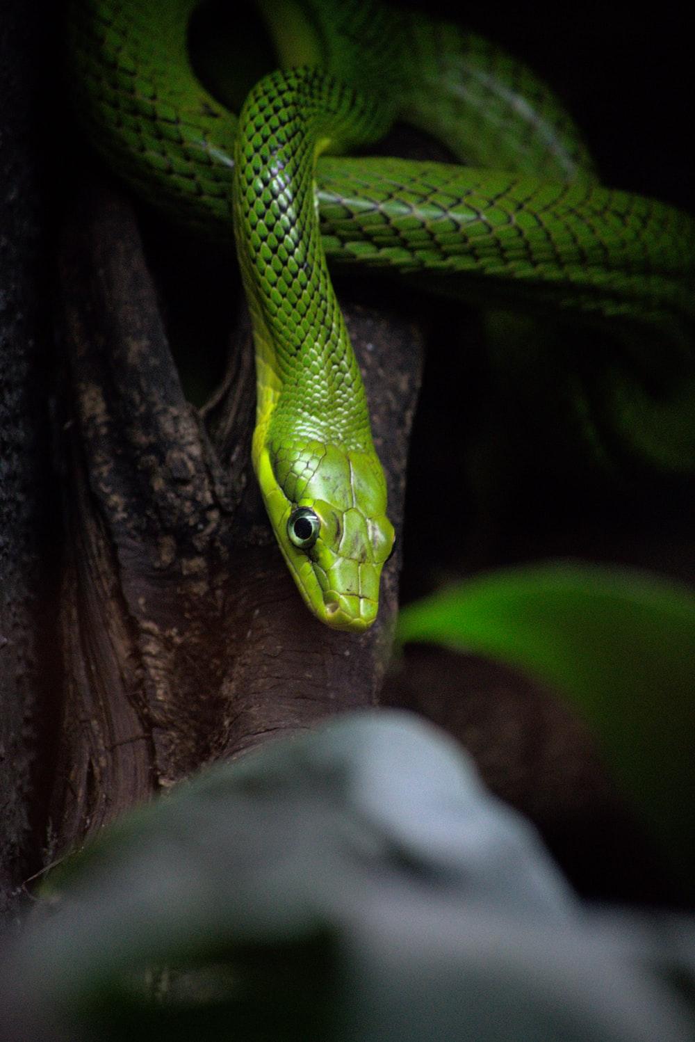 Green Python Wallpapers - Top Free Green Python Backgrounds ...