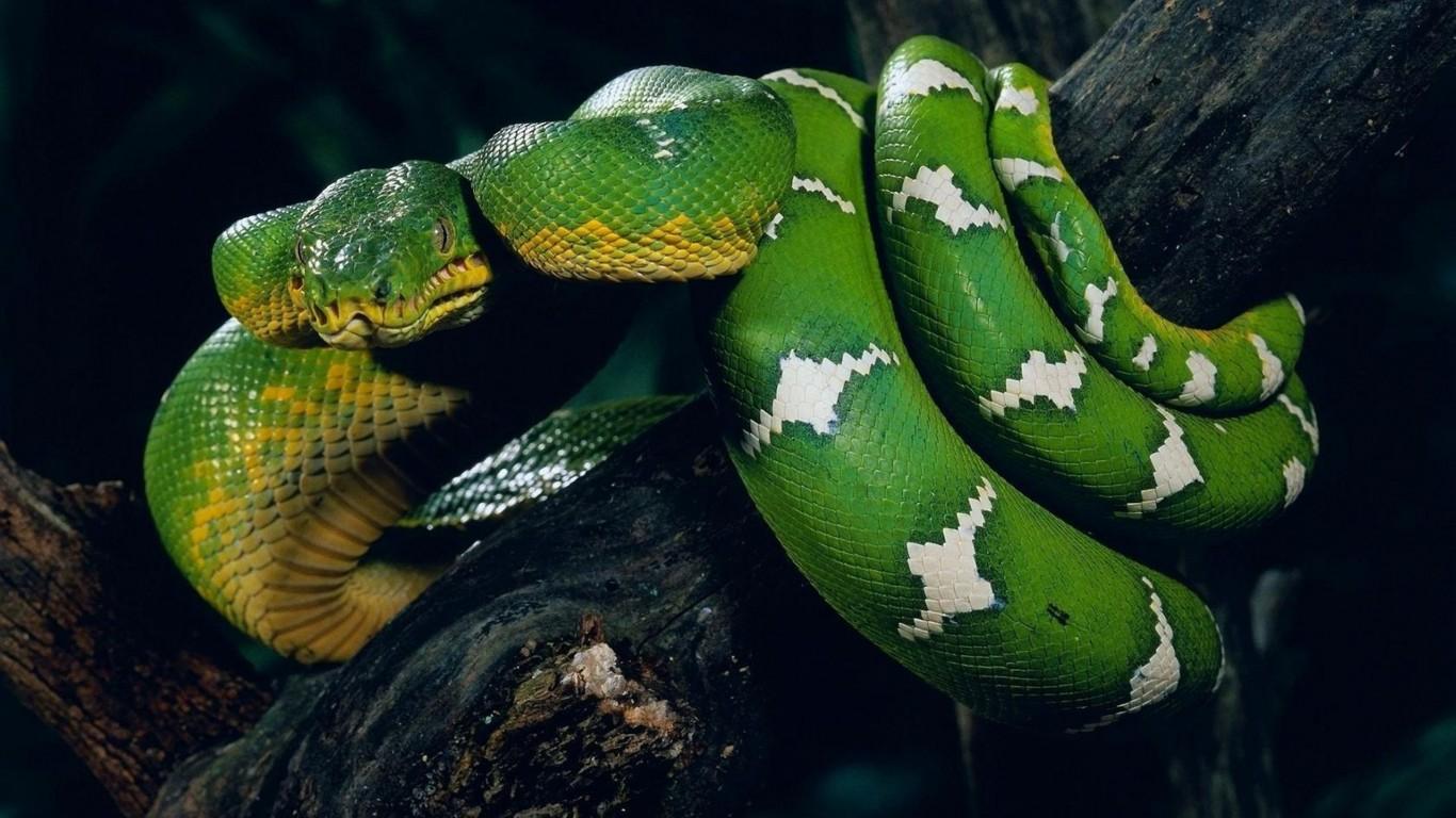 Green Python Wallpapers - Top Free Green Python Backgrounds ...