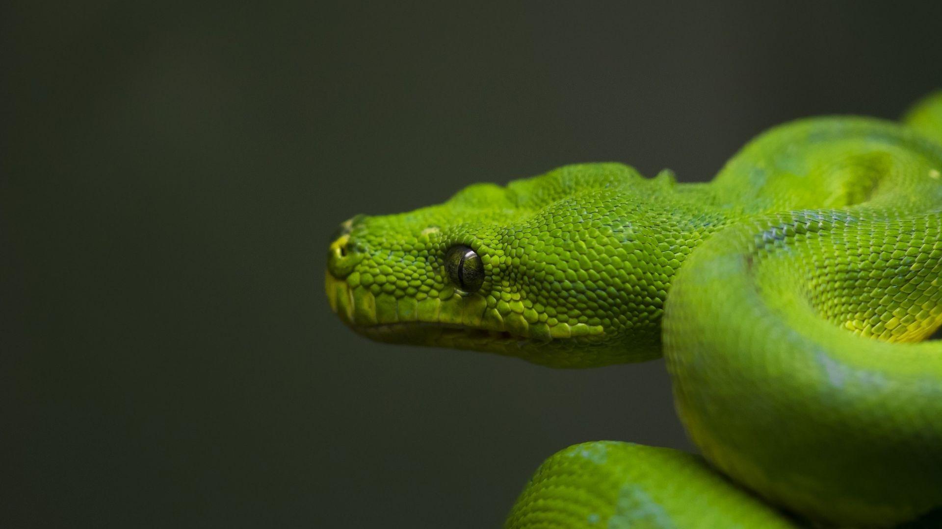 Green Python Wallpapers - Top Free Green Python Backgrounds ...