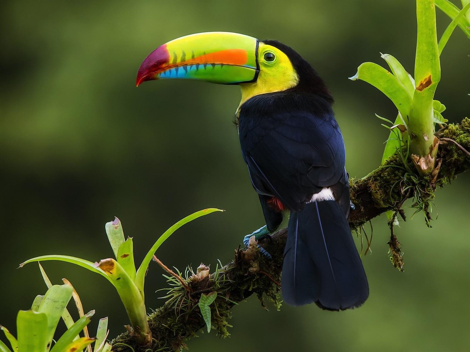 1600x1200 Wallpaper Iridescent Toucan, jungle, Costa Rica 1920x1200 HD Picture, Image