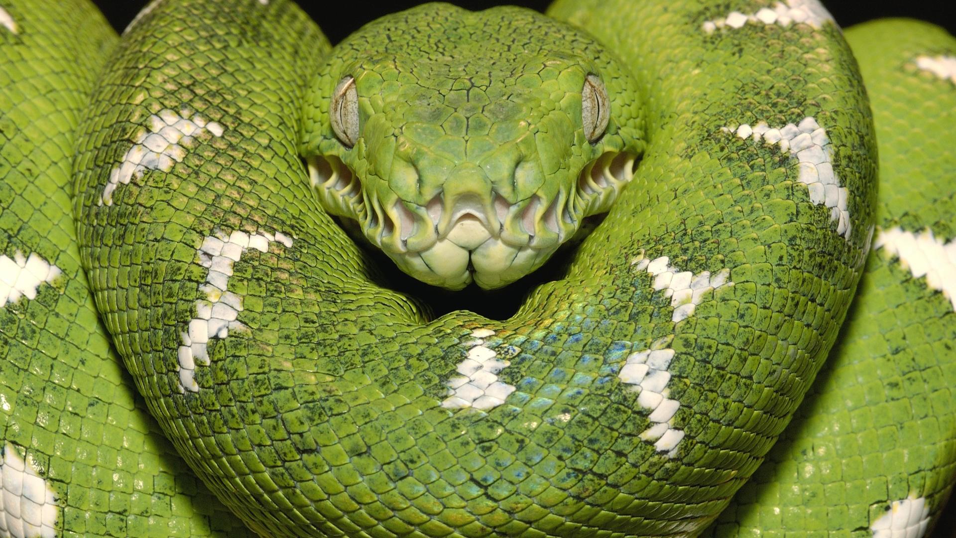 Green Python Wallpapers - Top Free Green Python Backgrounds ...